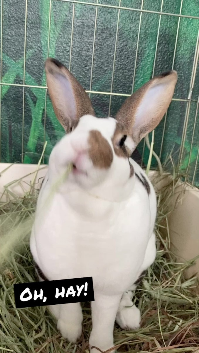 Ashley is a Rex mix and she has the softest, plushest fur! 🐇 Available for adoption at RCHS! 

Call 760.753.6413/email info@sdpets.org for more information. 

<a target='_blank' href='https://www.instagram.com/explore/tags/rabbitsofinstagram/'>#rabbitsofinstagram</a> <a target='_blank' href='https://www.instagram.com/explore/tags/houserabbits/'>#houserabbits</a> <a target='_blank' href='https://www.instagram.com/explore/tags/adoptdontshop/'>#adoptdontshop</a>