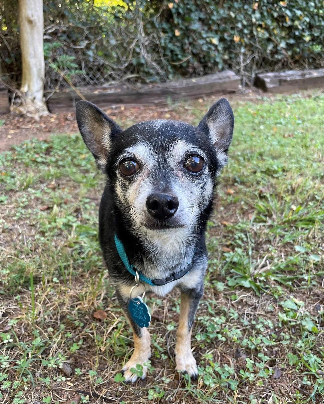 Meet Spanky. This dapper little guy is being fostered with three other small dogs and cats and gets along well with everyone. He's not a big player but does enjoy pup companionship. His foster mom, Linda, describes him as one of the sweetest dogs she's ever fostered and says he's a laid-back, confident, and a snuggly little guy who quickly connects to his person. He follows Linda around the house and likes to be picked up — he will look at you longingly with expectations to be held. He loves to sit in your lap and gets excited when visitors drop by. He may bark at first but is fine with company once they settle in.

Spanky is crate trained and goes into the crate without issue or whining. Technically, he is house trained and knows how to use the doggy door, but will occasionally mark...typically after he eats. He's only been in his foster home two weeks, so that could subside,# and this is not uncommon behavior in male Chihuahuas. You can use a belly band to curb the behavior, but we have already seen some improvement.

If you are looking for an adorable, affectionate, loyal companion who gets along with everyone and will love you unconditionally, Spanky is your pup. 

Apply today on our website - link in bio. 

Breed: Chihuahua
Age: ~ 8 years
Weight: 7-8lbs
Other: Good with dogs, cats, kids 7+ yo