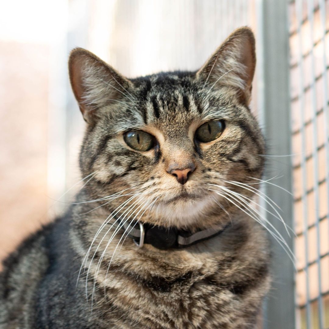 It's senior cat month! Arya (23338): Meet Arya, a senior cat who was surrendered to us back in July of 2020. She has been really shy and stays mostly to herself but has since slowly opened up to staff and volunteers she sees frequently. Arya has been snuggling up with another cat, Marble Fudge. Both of them are shy cats who feel safe with one another! If you approach Arya slowly, she will let you pet her and she loves to be held. She just takes a while to warm up to you, so please be patient with her. The wait will be worth it! If you're looking for a calm cat who also enjoys cuddles, come meet Arya and see if you'd like to take her home! Our cat adoption center is open for walk-ins seven days a week from 10:00 a.m. to 4:30 p.m.
•
•
•
<a target='_blank' href='https://www.instagram.com/explore/tags/valleyanimalcenter/'>#valleyanimalcenter</a> <a target='_blank' href='https://www.instagram.com/explore/tags/centralvalley/'>#centralvalley</a> <a target='_blank' href='https://www.instagram.com/explore/tags/adopt/'>#adopt</a> <a target='_blank' href='https://www.instagram.com/explore/tags/adoptdontshop/'>#adoptdontshop</a> <a target='_blank' href='https://www.instagram.com/explore/tags/animalshelter/'>#animalshelter</a> <a target='_blank' href='https://www.instagram.com/explore/tags/shelterpets/'>#shelterpets</a> <a target='_blank' href='https://www.instagram.com/explore/tags/catoftheday/'>#catoftheday</a> <a target='_blank' href='https://www.instagram.com/explore/tags/cats/'>#cats</a> <a target='_blank' href='https://www.instagram.com/explore/tags/seniorcat/'>#seniorcat</a> <a target='_blank' href='https://www.instagram.com/explore/tags/kittens/'>#kittens</a> <a target='_blank' href='https://www.instagram.com/explore/tags/photography/'>#photography</a> <a target='_blank' href='https://www.instagram.com/explore/tags/photooftheday/'>#photooftheday</a> <a target='_blank' href='https://www.instagram.com/explore/tags/cute/'>#cute</a> <a target='_blank' href='https://www.instagram.com/explore/tags/fresno/'>#fresno</a> <a target='_blank' href='https://www.instagram.com/explore/tags/california/'>#california</a> <a target='_blank' href='https://www.instagram.com/explore/tags/catphotography/'>#catphotography</a>