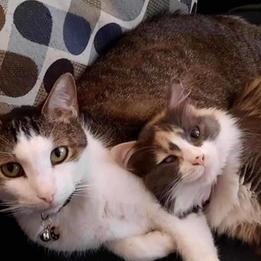 We think Shout (formerly Cynthia) is loving ALL the cuddles from her feline companion & owner @markgriffin1681 

Shout & her two sick kittens were rescued from an abandoned property in Southern Ohio.  The kittens were quickly adopted after receiving medical care while Shout remained with a foster for months.

Six months ago, Mark met Shout and it was love at first sight!

Currently we have SIXTEEN cats and kittens who have been with our rescue since Spring or earlier 🥺

If you are looking to adopt a feline companion, we may have just what you are looking for!

Send us a message or check out ricopetrecovery.org

<a target='_blank' href='https://www.instagram.com/explore/tags/kittycatsofinstagram/'>#kittycatsofinstagram</a> <a target='_blank' href='https://www.instagram.com/explore/tags/adoptacat/'>#adoptacat</a> <a target='_blank' href='https://www.instagram.com/explore/tags/rescuecat/'>#rescuecat</a> <a target='_blank' href='https://www.instagram.com/explore/tags/happilyadopted/'>#happilyadopted</a> <a target='_blank' href='https://www.instagram.com/explore/tags/fosterssavelives/'>#fosterssavelives</a> <a target='_blank' href='https://www.instagram.com/explore/tags/fosteringsaveslives/'>#fosteringsaveslives</a> <a target='_blank' href='https://www.instagram.com/explore/tags/werescue/'>#werescue</a> <a target='_blank' href='https://www.instagram.com/explore/tags/thisiswhywerescue/'>#thisiswhywerescue</a> <a target='_blank' href='https://www.instagram.com/explore/tags/adoptablecatsofinstagram/'>#adoptablecatsofinstagram</a> <a target='_blank' href='https://www.instagram.com/explore/tags/lewiscenter/'>#lewiscenter</a> <a target='_blank' href='https://www.instagram.com/explore/tags/ohiocats/'>#ohiocats</a> <a target='_blank' href='https://www.instagram.com/explore/tags/adoptdontshop/'>#adoptdontshop</a>