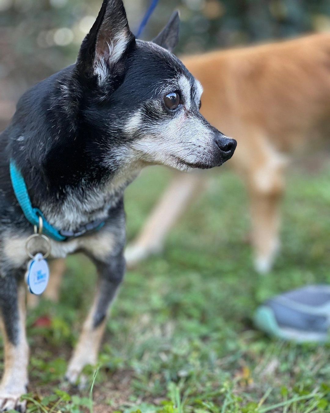 Meet Spanky. This dapper little guy is being fostered with three other small dogs and cats and gets along well with everyone. He's not a big player but does enjoy pup companionship. His foster mom, Linda, describes him as one of the sweetest dogs she's ever fostered and says he's a laid-back, confident, and a snuggly little guy who quickly connects to his person. He follows Linda around the house and likes to be picked up — he will look at you longingly with expectations to be held. He loves to sit in your lap and gets excited when visitors drop by. He may bark at first but is fine with company once they settle in.

Spanky is crate trained and goes into the crate without issue or whining. Technically, he is house trained and knows how to use the doggy door, but will occasionally mark...typically after he eats. He's only been in his foster home two weeks, so that could subside,# and this is not uncommon behavior in male Chihuahuas. You can use a belly band to curb the behavior, but we have already seen some improvement.

If you are looking for an adorable, affectionate, loyal companion who gets along with everyone and will love you unconditionally, Spanky is your pup. 

Apply today on our website - link in bio. 

Breed: Chihuahua
Age: ~ 8 years
Weight: 7-8lbs
Other: Good with dogs, cats, kids 7+ yo