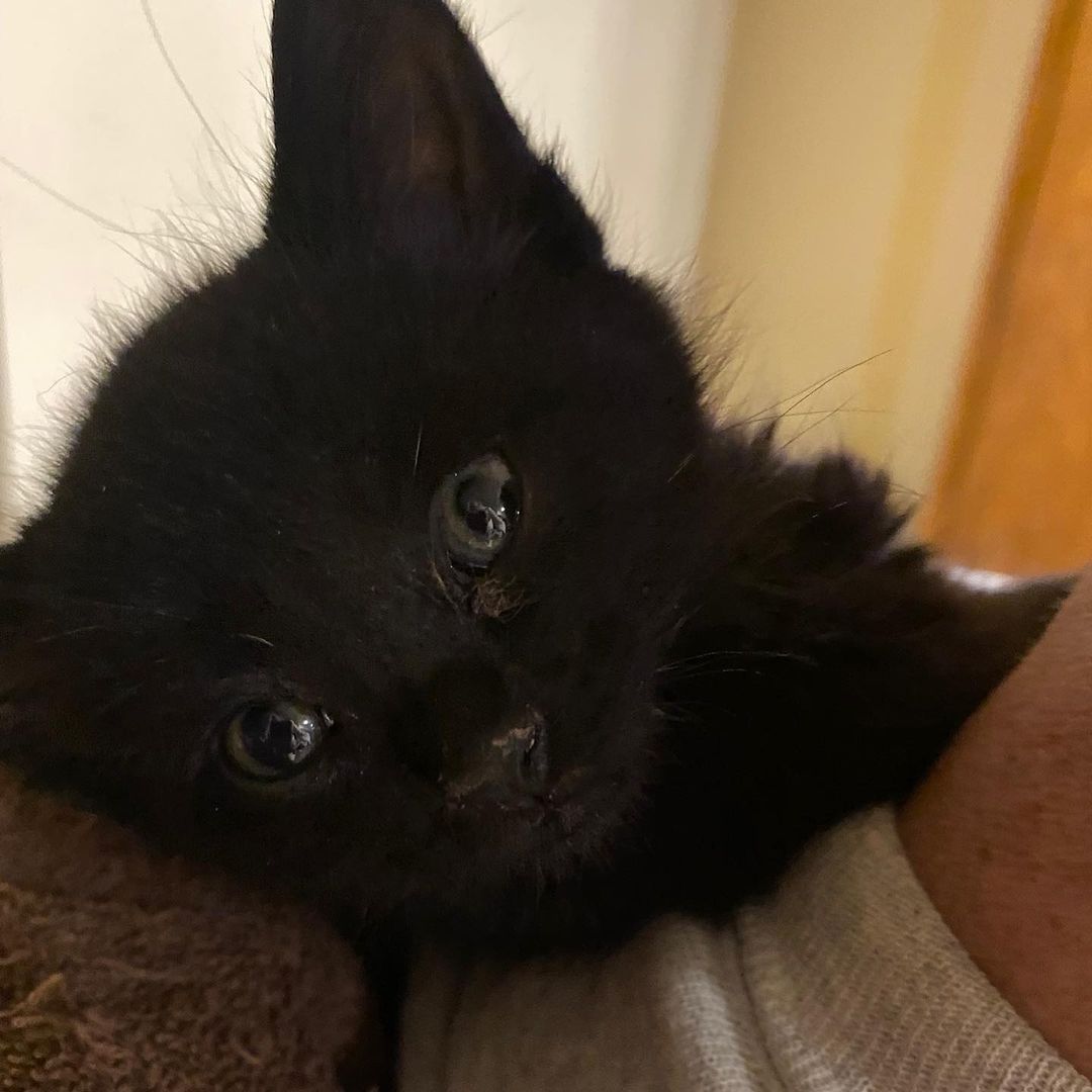 Meet Poppie, Quinn and Jovie! These babies are 5 weeks old and we are accepting pre-applications now! Aren’t they so cute!
.
.
.
<a target='_blank' href='https://www.instagram.com/explore/tags/kittens/'>#kittens</a> <a target='_blank' href='https://www.instagram.com/explore/tags/kitten/'>#kitten</a> <a target='_blank' href='https://www.instagram.com/explore/tags/kittensofinstagram/'>#kittensofinstagram</a> <a target='_blank' href='https://www.instagram.com/explore/tags/catsofinstagram/'>#catsofinstagram</a> <a target='_blank' href='https://www.instagram.com/explore/tags/catsofcolumbus/'>#catsofcolumbus</a> <a target='_blank' href='https://www.instagram.com/explore/tags/adoptdontshop/'>#adoptdontshop</a> <a target='_blank' href='https://www.instagram.com/explore/tags/adopt/'>#adopt</a> <a target='_blank' href='https://www.instagram.com/explore/tags/rescuekittens/'>#rescuekittens</a> <a target='_blank' href='https://www.instagram.com/explore/tags/fosterkittensofinstagram/'>#fosterkittensofinstagram</a> <a target='_blank' href='https://www.instagram.com/explore/tags/fosterkittens/'>#fosterkittens</a> <a target='_blank' href='https://www.instagram.com/explore/tags/fosteringsaveslives/'>#fosteringsaveslives</a>