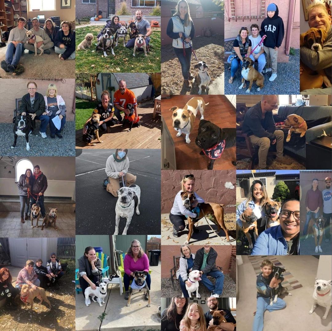 19 doggies found their home in Oct! <a target='_blank' href='https://www.instagram.com/explore/tags/hobocareboxerrescue/'>#hobocareboxerrescue</a> <a target='_blank' href='https://www.instagram.com/explore/tags/adoptdontshop/'>#adoptdontshop</a> <a target='_blank' href='https://www.instagram.com/explore/tags/rescuedismyfavouritebreed/'>#rescuedismyfavouritebreed</a>