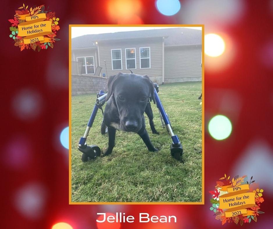 Help us get Jellie Bean Home for the Holidays!
She has been in the rescue for most of her life and would love for her forever family to find her. Jellie is very special to us and those looking to adopt her will have to be pretty special too and understand that there are some unknowns about her condition. What we do know is that Jellie is currently happy, playful and just wants a great life. To help Jellie find the right home, her adoption fee has been reduced by $100. Anyone interested in learning more about Jellie Bean should go to pipsrescue.org and check out her bio. We are happy to answer questions about her. She is the sweetest girl ever.

Pipsrescue.org/adopt