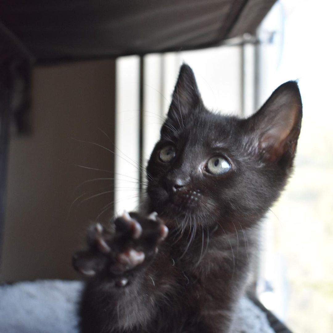 Belle is a kitten that has to be by you at all times. She loves to sit right on your shoulder and cuddle right on top of you at all other times. When she’s not cuddling with you then she’s playing with one of her siblings (Buzz, Nemo, Angel). Belle loves to greet you the second you come in the door and will want to be picked up right away to get kisses and extra love. She would fit best into a family that wants and can give endless love to little miss Belle. 
 ⠀⠀⠀⠀⠀⠀⠀⠀ ⠀⠀⠀⠀⠀⠀⠀⠀⠀ ⠀⠀⠀⠀⠀⠀⠀⠀⠀
 ⠀⠀⠀⠀⠀⠀⠀⠀⠀ ⠀⠀⠀⠀⠀⠀⠀⠀⠀
If you are interested in adopting Belle, submit an application at https://www.littlelionfoundation.org/adopt
 ⠀⠀⠀⠀⠀⠀⠀⠀⠀ ⠀⠀⠀⠀⠀⠀⠀⠀⠀
To donate⬇️
🐾 Donate thru our PayPal link at www.PayPal.me/littlelionfoundation
 ⠀⠀⠀⠀⠀⠀⠀⠀⠀ ⠀⠀⠀⠀⠀⠀⠀⠀⠀
🐾 VENMO: @Littlelion-foundation
 ⠀⠀⠀⠀⠀⠀⠀⠀⠀ ⠀⠀⠀⠀⠀⠀⠀⠀⠀
🐾 Donate thru our CUDDLY campaigns https://cuddly.com/shelter/37701/The-Little-Lion-Foundation
 ⠀⠀⠀⠀⠀⠀⠀⠀⠀ ⠀⠀⠀⠀⠀⠀⠀⠀⠀
🐾www.littlelionfoundation.org/donate
 ⠀⠀⠀⠀⠀⠀⠀⠀⠀ ⠀⠀⠀⠀⠀⠀⠀⠀⠀
<a target='_blank' href='https://www.instagram.com/explore/tags/thelittlelionfoundation/'>#thelittlelionfoundation</a> <a target='_blank' href='https://www.instagram.com/explore/tags/roarforthevoiceless/'>#roarforthevoiceless</a> <a target='_blank' href='https://www.instagram.com/explore/tags/adopt/'>#adopt</a> <a target='_blank' href='https://www.instagram.com/explore/tags/adoptdontshop/'>#adoptdontshop</a> <a target='_blank' href='https://www.instagram.com/explore/tags/spayandneuter/'>#spayandneuter</a> <a target='_blank' href='https://www.instagram.com/explore/tags/longbeach/'>#longbeach</a> <a target='_blank' href='https://www.instagram.com/explore/tags/foster/'>#foster</a> <a target='_blank' href='https://www.instagram.com/explore/tags/fosterkittens/'>#fosterkittens</a> <a target='_blank' href='https://www.instagram.com/explore/tags/donate/'>#donate</a> <a target='_blank' href='https://www.instagram.com/explore/tags/rescuecat/'>#rescuecat</a> <a target='_blank' href='https://www.instagram.com/explore/tags/cat/'>#cat</a> <a target='_blank' href='https://www.instagram.com/explore/tags/kittens/'>#kittens</a> <a target='_blank' href='https://www.instagram.com/explore/tags/blackcat/'>#blackcat</a>