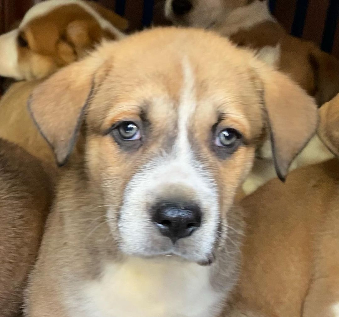 The crew has arrived.  Nine 6 week old pups.  A mixed breed but some have blue and brown eyes.  Going to be big dogs.  Will be up for adoption in two weeks