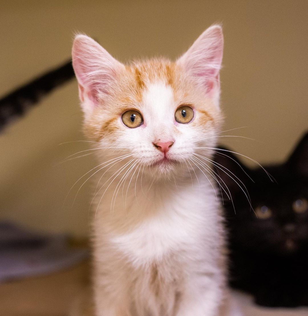 **Update: adopted!!**

Happy <a target='_blank' href='https://www.instagram.com/explore/tags/FelineFriday/'>#FelineFriday</a> from some of our orange 🐱s in Boston!
Head on over to the link in our bio to learn more about these cute guys & gals. ❤️
.
.
.
.
Image description: photos show 5 different photos of orange and white cats, ranging from kittens to adult cats.