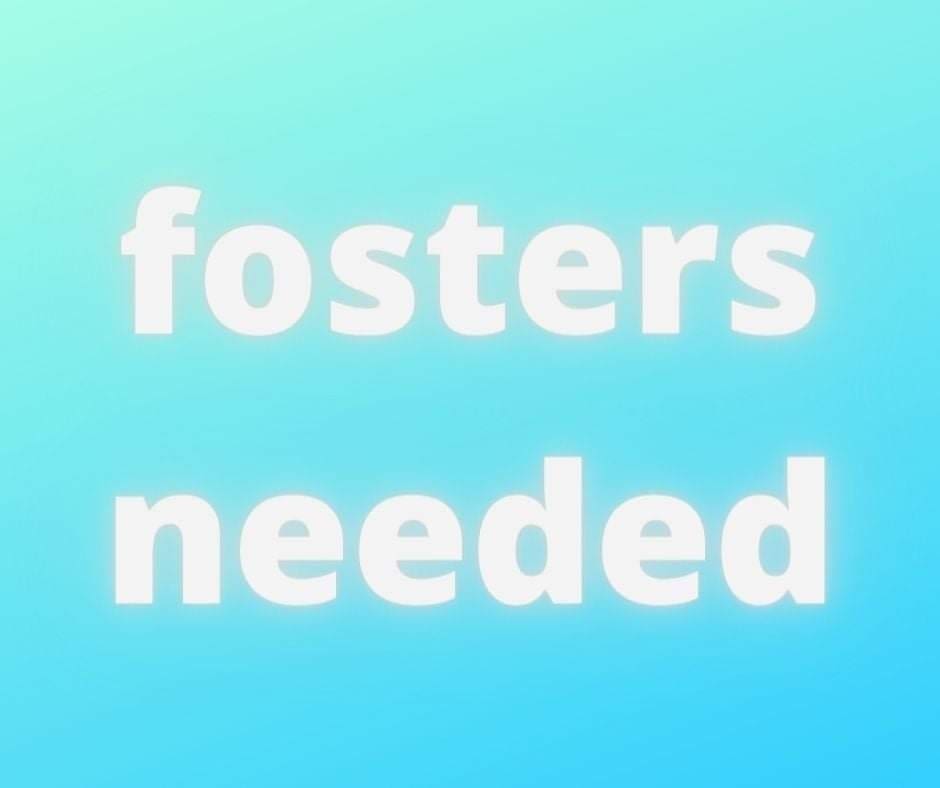 The Whole Cat and Kaboodle needs fosters!  At the moment we're looking for help with:⁣
⁣
-lots and lots of friendly farm cats whose owner passed away, not vetted, who'll need to be segregated from any resident pets.  These will arrive in stages, but beginning tomorrow, Saturday November 6.  They'll need to be fostered until we can get them vet appointments – likely a few weeks.⁣
⁣
-three vetted cats arriving on Friday November 12.  Two of them can likely be fostered together; the third may appreciate having her own space.  These cats can mix with resident pets, if provided a proper introduction and they seem to be getting along.  They just need a place to stay until we have room for them in our cat café (timeline unpredictable; likely a few weeks).⁣
⁣
-a mama plus four female kittens, arriving in Redmond on Saturday November 13.  These cats are NOT vetted yet, and will need to be segregated from any resident pets.  They need to be fostered till we can get them spayed and vetted; likely up to four weeks.⁣
⁣
-Marley was adopted from us a short while ago, but isn't getting along with the adopter's resident cat.  We're seeking a foster or foster-to-adopt situation for him where he can be the only pet.  He is a very sweet, extremely cute boy who just needs to be your one and only. ⁣
⁣
If you can provide a soft landing spot for any of these cats, please visit http://www.thewhole-cat.com/fostering to fill out a foster agreement, and PLEASE add adoptionsthewholecat@gmail.com to your contacts list (unfortunately, many of our emails wind up in the spam folder). Or if you've already signed up to foster with us and you can help with any of these, please send us an email, or call 425-307-1008 and ask to speak to an Adoptions team member.⁣
⁣
<a target='_blank' href='https://www.instagram.com/explore/tags/PNWcat/'>#PNWcat</a> <a target='_blank' href='https://www.instagram.com/explore/tags/adoptdontshop/'>#adoptdontshop</a> <a target='_blank' href='https://www.instagram.com/explore/tags/catsofinstagram/'>#catsofinstagram</a> <a target='_blank' href='https://www.instagram.com/explore/tags/catsofig/'>#catsofig</a> <a target='_blank' href='https://www.instagram.com/explore/tags/instacat/'>#instacat</a> <a target='_blank' href='https://www.instagram.com/explore/tags/seattlecatsofinstagram/'>#seattlecatsofinstagram</a> <a target='_blank' href='https://www.instagram.com/explore/tags/redmondcatsofinstagram/'>#redmondcatsofinstagram</a> <a target='_blank' href='https://www.instagram.com/explore/tags/gato/'>#gato</a> <a target='_blank' href='https://www.instagram.com/explore/tags/neko/'>#neko</a> <a target='_blank' href='https://www.instagram.com/explore/tags/chat/'>#chat</a> <a target='_blank' href='https://www.instagram.com/explore/tags/kedi/'>#kedi</a> <a target='_blank' href='https://www.instagram.com/explore/tags/cat/'>#cat</a> <a target='_blank' href='https://www.instagram.com/explore/tags/rescuedismyfavoritebreed/'>#rescuedismyfavoritebreed</a> <a target='_blank' href='https://www.instagram.com/explore/tags/instacats/'>#instacats</a> <a target='_blank' href='https://www.instagram.com/explore/tags/meow/'>#meow</a> <a target='_blank' href='https://www.instagram.com/explore/tags/kitty/'>#kitty</a> <a target='_blank' href='https://www.instagram.com/explore/tags/kittycat/'>#kittycat</a> <a target='_blank' href='https://www.instagram.com/explore/tags/instapet/'>#instapet</a> <a target='_blank' href='https://www.instagram.com/explore/tags/instakitty/'>#instakitty</a> <a target='_blank' href='https://www.instagram.com/explore/tags/cutecat/'>#cutecat</a> <a target='_blank' href='https://www.instagram.com/explore/tags/cutecats/'>#cutecats</a> <a target='_blank' href='https://www.instagram.com/explore/tags/cats/'>#cats</a> <a target='_blank' href='https://www.instagram.com/explore/tags/catstagram/'>#catstagram</a>  <a target='_blank' href='https://www.instagram.com/explore/tags/supportsmallbusiness/'>#supportsmallbusiness</a> <a target='_blank' href='https://www.instagram.com/explore/tags/smallbusiness/'>#smallbusiness</a> <a target='_blank' href='https://www.instagram.com/explore/tags/catcafe/'>#catcafe</a>