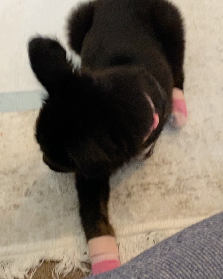 ⚠️ WARNING ⚠️ Graphic content on the second photo ❗️ Meet Gigi ❣️ a three month old Husky/Collie/Shepherd mix puppy who was playing along a perimeter fence, when a big dog on the other side suddenly, and quite literally, ripped off her front left leg 💔 She nearly bled to death before she was surrendered to our incredible rescue partner Sharon at New Beginnings, who then rushed her to her vet 😢 Gigi was so far gone, she flatlined on the table and they had to use CPR to resuscitate her. This girl, with her puppy breath and baby teeth, is such a survivor and truly an incredible miracle ✨🙏🏼 we’re so grateful to have her here at Big Love 💕Our foster/adoption coordinator Rachel has been fostering her and says she is recovering beautifully 🥰🥰🥰🥰 she loves to play and can’t wait each day to drink her chicken bone broth and roll around in the grass 😆

⬅️ Scroll through to see her progress over the last 10 days — the last slide/ video was taken today!!! 😍 we are taking applications for her but we are definitely going to be very selective! Gigi absolutely needs another playful but gentle dog and a family with a lot of time for her — tripod experience is a huge plus ❗️

🙏🏼🙏🏼🙏🏼 We said it in our stories: we’ve taken in several dogs in the last two weeks and can especially use your help right now with funds! Thank you for any and all donations 🙏🏼🙏🏼🙏🏼

Venmo • @bigloveanimalrescue 
PayPal • donations@bigloveanimalrescue.org
Or our website 💕💕💕💕 THANK YOU