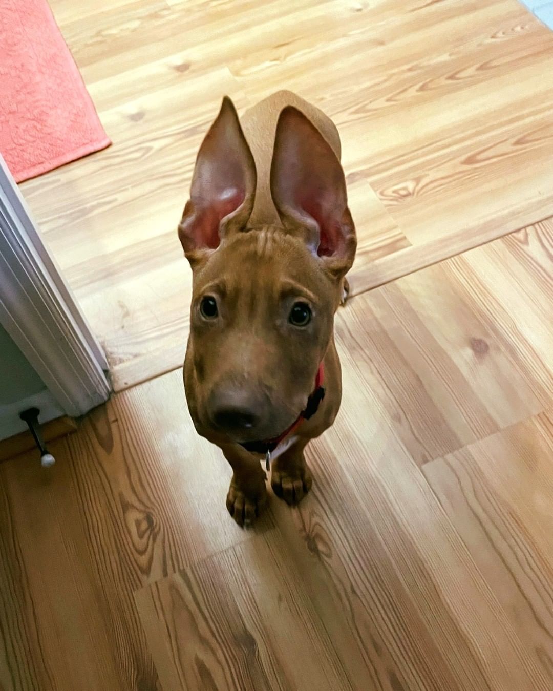 Who remembers little Albert? 🙋 He joined the rescue about five weeks ago, lethargic, weak, and painful due to a condition called Puppy Strangles. 🏥 With proper medical care, sweet Albert is back on his feet and enjoying puppy life. 🐾 Although Albert has some adoption interest already, we couldn't resist sharing these adorable transformation photos. Just look at those EARS! 😍
.
.
.
.
.
.
.
<a target='_blank' href='https://www.instagram.com/explore/tags/EARS/'>#EARS</a> <a target='_blank' href='https://www.instagram.com/explore/tags/adoptdontshop/'>#adoptdontshop</a> <a target='_blank' href='https://www.instagram.com/explore/tags/adoptalbert/'>#adoptalbert</a> <a target='_blank' href='https://www.instagram.com/explore/tags/criticalcarerescue/'>#criticalcarerescue</a> <a target='_blank' href='https://www.instagram.com/explore/tags/urgentmedicalrescue/'>#urgentmedicalrescue</a> <a target='_blank' href='https://www.instagram.com/explore/tags/adopt/'>#adopt</a> <a target='_blank' href='https://www.instagram.com/explore/tags/foster/'>#foster</a> <a target='_blank' href='https://www.instagram.com/explore/tags/volunteer/'>#volunteer</a> <a target='_blank' href='https://www.instagram.com/explore/tags/donate/'>#donate</a> <a target='_blank' href='https://www.instagram.com/explore/tags/support/'>#support</a> <a target='_blank' href='https://www.instagram.com/explore/tags/share/'>#share</a> <a target='_blank' href='https://www.instagram.com/explore/tags/tag/'>#tag</a> <a target='_blank' href='https://www.instagram.com/explore/tags/501c3/'>#501c3</a> <a target='_blank' href='https://www.instagram.com/explore/tags/nonprofit/'>#nonprofit</a>  <a target='_blank' href='https://www.instagram.com/explore/tags/dogrescue/'>#dogrescue</a>  <a target='_blank' href='https://www.instagram.com/explore/tags/orlandodogrescue/'>#orlandodogrescue</a> <a target='_blank' href='https://www.instagram.com/explore/tags/rescuedog/'>#rescuedog</a> <a target='_blank' href='https://www.instagram.com/explore/tags/love/'>#love</a> <a target='_blank' href='https://www.instagram.com/explore/tags/rescue/'>#rescue</a>  <a target='_blank' href='https://www.instagram.com/explore/tags/family/'>#family</a> <a target='_blank' href='https://www.instagram.com/explore/tags/orlando/'>#orlando</a> <a target='_blank' href='https://www.instagram.com/explore/tags/orlandodogs/'>#orlandodogs</a> <a target='_blank' href='https://www.instagram.com/explore/tags/centralfloridarescue/'>#centralfloridarescue</a> <a target='_blank' href='https://www.instagram.com/explore/tags/allbreedrescue/'>#allbreedrescue</a> <a target='_blank' href='https://www.instagram.com/explore/tags/fosteringsaveslives/'>#fosteringsaveslives</a> <a target='_blank' href='https://www.instagram.com/explore/tags/dogsoforlando/'>#dogsoforlando</a>  <a target='_blank' href='https://www.instagram.com/explore/tags/fosters/'>#fosters</a> <a target='_blank' href='https://www.instagram.com/explore/tags/animallovers/'>#animallovers</a> <a target='_blank' href='https://www.instagram.com/explore/tags/fosterdog/'>#fosterdog</a> <a target='_blank' href='https://www.instagram.com/explore/tags/doglover/'>#doglover</a>