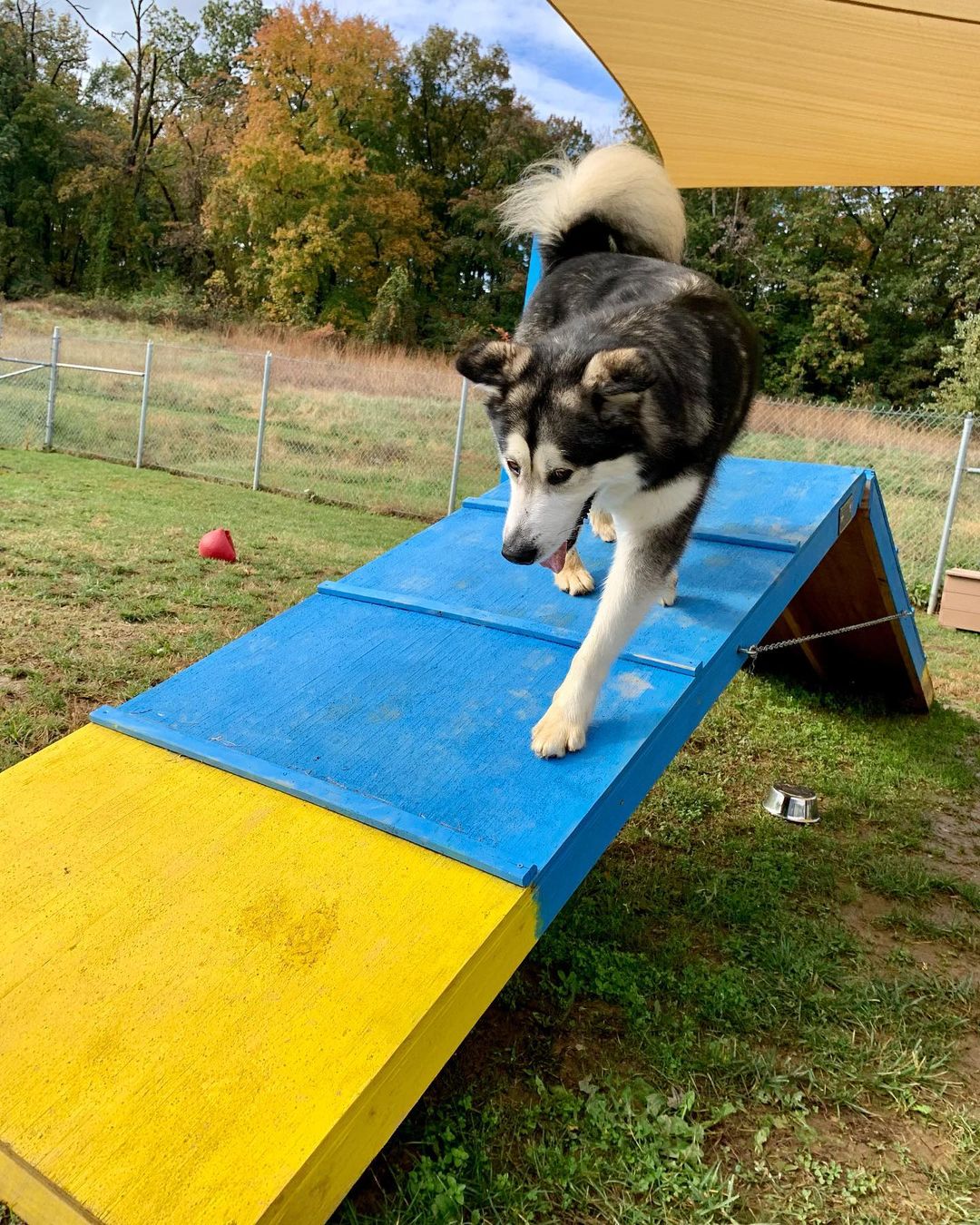 AVAILABLE FOR ADOPTION:  Zander shows us his agility skills 🐾♥️🐾🤩 he is a big boy & a sweetheart. <a target='_blank' href='https://www.instagram.com/explore/tags/chaampmalamutes/'>#chaampmalamutes</a> <a target='_blank' href='https://www.instagram.com/explore/tags/rescuedismyfavoritebreed/'>#rescuedismyfavoritebreed</a>