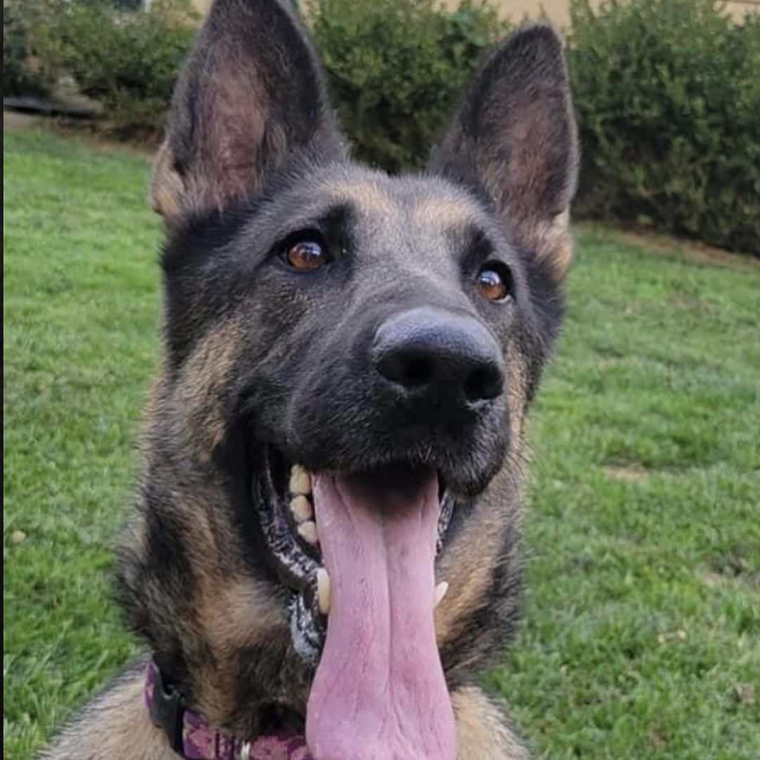 Meet Meadow

Hi, my name is Meadow and I am just a big, happy, energetic, SILLY girl. In other words, a typical Shepherd! I am a big gal, about 75lbs and came into MVPC knowing nothing other than happy and silly. Fortunately, I am very smart and willing to learn. My attention span isn’t the longest, but it’s because I feel everything should be a game! So training and exercise should be engaging and fun! 

I am very sweet, and love everyone. I have attended training sessions and am good with the dogs there and in my foster home! I looooove chew toys and will happily make a hoarding pile. I am learning how to play fetch, and I must say, it’s fun! I am good in my crate, but shepherds talk, so be ready for some reminders and conversation for the first few minutes. I need a GSD experienced family who will continue my training and hopefully continue to teach me to play ball!  <a target='_blank' href='https://www.instagram.com/explore/tags/miamivalleypitcrew/'>#miamivalleypitcrew</a> <a target='_blank' href='https://www.instagram.com/explore/tags/dog/'>#dog</a> <a target='_blank' href='https://www.instagram.com/explore/tags/dogs/'>#dogs</a> <a target='_blank' href='https://www.instagram.com/explore/tags/doglover/'>#doglover</a> <a target='_blank' href='https://www.instagram.com/explore/tags/dogmom/'>#dogmom</a> <a target='_blank' href='https://www.instagram.com/explore/tags/doglife/'>#doglife</a> <a target='_blank' href='https://www.instagram.com/explore/tags/dogoftheday/'>#dogoftheday</a> <a target='_blank' href='https://www.instagram.com/explore/tags/doglove/'>#doglove</a> <a target='_blank' href='https://www.instagram.com/explore/tags/dogslife/'>#dogslife</a> <a target='_blank' href='https://www.instagram.com/explore/tags/dogs/'>#dogs</a> <a target='_blank' href='https://www.instagram.com/explore/tags/dogstagram/'>#dogstagram</a> <a target='_blank' href='https://www.instagram.com/explore/tags/dogs/'>#dogs</a> <a target='_blank' href='https://www.instagram.com/explore/tags/dogslife/'>#dogslife</a> <a target='_blank' href='https://www.instagram.com/explore/tags/dogsofig/'>#dogsofig</a> <a target='_blank' href='https://www.instagram.com/explore/tags/adoptables/'>#adoptables</a> <a target='_blank' href='https://www.instagram.com/explore/tags/adoptme/'>#adoptme</a> <a target='_blank' href='https://www.instagram.com/explore/tags/rescuedog/'>#rescuedog</a> <a target='_blank' href='https://www.instagram.com/explore/tags/rescue/'>#rescue</a> <a target='_blank' href='https://www.instagram.com/explore/tags/shepherd/'>#shepherd</a> <a target='_blank' href='https://www.instagram.com/explore/tags/shepherdsofinstagram/'>#shepherdsofinstagram</a> <a target='_blank' href='https://www.instagram.com/explore/tags/shepherdsofinstagram/'>#shepherdsofinstagram</a>