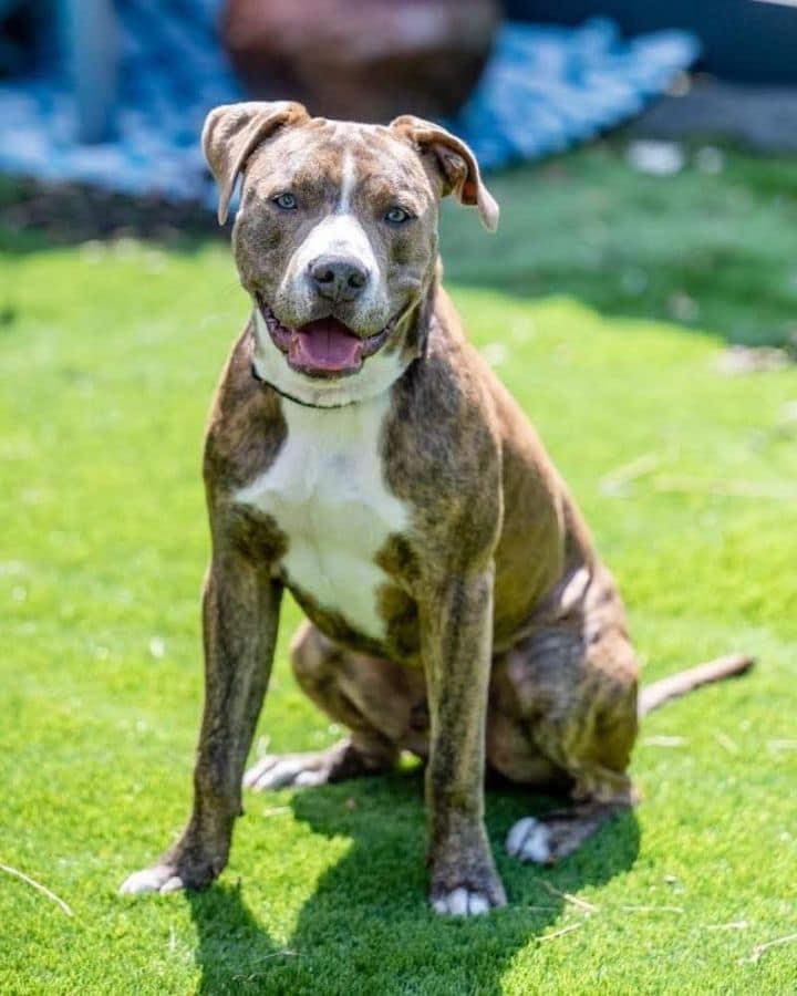 Hi I’m Brodie I am 8mths old.
You will love me!!!
Here’s my story….
My owners had many kids and they all ran in the streets with me. 
Until one day a volunteer witnessed me being hit with sticks. 
She knew she needed to help me. Sadly I was hit by a car and the owners surrendered me to the kind volunteer. 

Bullies-N-Beyond Rescue, Inc. took me under their rescue and have fully vetted me!
I love all dogs no matter how big or small. 
Not sure about kitties. 
I would do best with older kids. 
I am learning to trust people. I am shy at first but after I get to know you,
Im a total love and the sweetest, funniest my affectionate little guy you could meet. 
I love to swim! 
Contact 
BulliesNBeyond@gmail.com