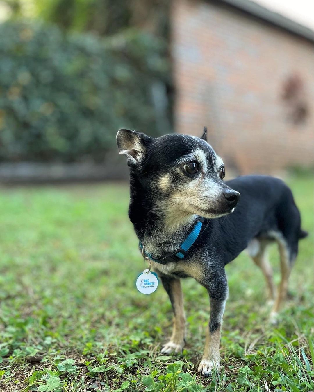 Meet Spanky. This dapper little guy is being fostered with three other small dogs and cats and gets along well with everyone. He's not a big player but does enjoy pup companionship. His foster mom, Linda, describes him as one of the sweetest dogs she's ever fostered and says he's a laid-back, confident, and a snuggly little guy who quickly connects to his person. He follows Linda around the house and likes to be picked up — he will look at you longingly with expectations to be held. He loves to sit in your lap and gets excited when visitors drop by. He may bark at first but is fine with company once they settle in.

Spanky is crate trained and goes into the crate without issue or whining. Technically, he is house trained and knows how to use the doggy door, but will occasionally mark...typically after he eats. He's only been in his foster home two weeks, so that could subside,# and this is not uncommon behavior in male Chihuahuas. You can use a belly band to curb the behavior, but we have already seen some improvement.

If you are looking for an adorable, affectionate, loyal companion who gets along with everyone and will love you unconditionally, Spanky is your pup. 

Apply today on our website - link in bio. 

Breed: Chihuahua
Age: ~ 8 years
Weight: 7-8lbs
Other: Good with dogs, cats, kids 7+ yo