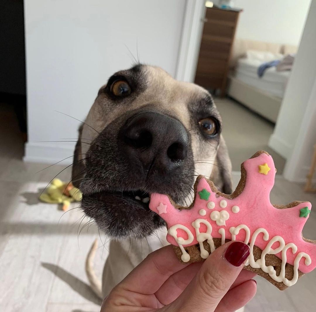 TGIF! Whether it’s running into the weekend full speed, or relaxing and settling in with a good snack, these adoptable pups are ready.

Pictured: Jimmy, Callie, Spotty, Berry, Flossy

<a target='_blank' href='https://www.instagram.com/explore/tags/adoptapet/'>#adoptapet</a> <a target='_blank' href='https://www.instagram.com/explore/tags/opttoadopt/'>#opttoadopt</a> <a target='_blank' href='https://www.instagram.com/explore/tags/adoptme/'>#adoptme</a> <a target='_blank' href='https://www.instagram.com/explore/tags/adoptdontshop/'>#adoptdontshop</a> <a target='_blank' href='https://www.instagram.com/explore/tags/torontodogsforadoption/'>#torontodogsforadoption</a> <a target='_blank' href='https://www.instagram.com/explore/tags/straytoplay/'>#straytoplay</a> <a target='_blank' href='https://www.instagram.com/explore/tags/rescuedog/'>#rescuedog</a> <a target='_blank' href='https://www.instagram.com/explore/tags/torontodogs/'>#torontodogs</a> <a target='_blank' href='https://www.instagram.com/explore/tags/foreverhomeneeded/'>#foreverhomeneeded</a> <a target='_blank' href='https://www.instagram.com/explore/tags/ontariorescuedogs/'>#ontariorescuedogs</a>