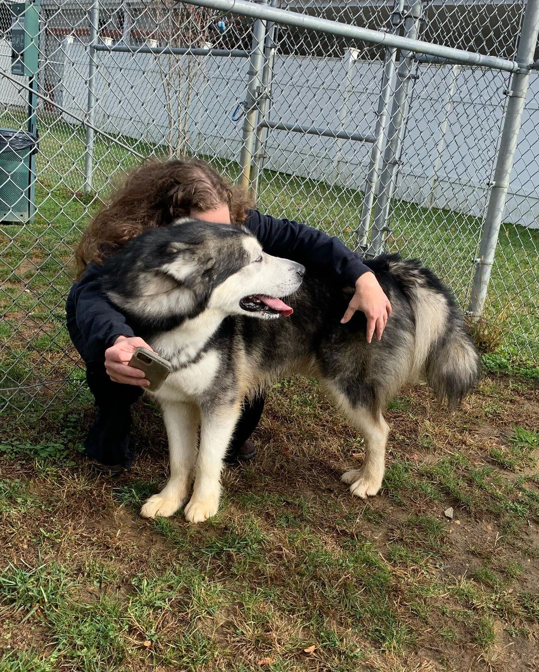 Welcome adorable Zander to CHAAMP ❤️ Zander is approximately three years old and was a staff favorite at the shelter. The shelter, like so many others, were filling up fast and out of space. Thank you Steve for transporting him and getting him to us safely and to the shelter for reaching out to us and for taking good care of him. Stay tuned while we get to know more about this sweet goofy guy ❤️ <a target='_blank' href='https://www.instagram.com/explore/tags/chaampmalamutes/'>#chaampmalamutes</a>