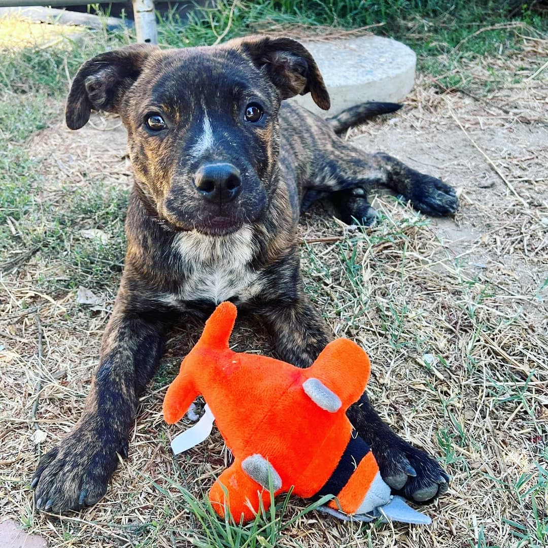 Kanga and Roo are alllllllmost ready to come home with you! 🦘💛🦘

These kids pulled up in the back of an Animal Control truck at the Stockton Shelter as we were picking up <a target='_blank' href='https://www.instagram.com/explore/tags/SacRDRRed/'>#SacRDRRed</a> a few weeks back. The shelter is an especially tough place for young puppies with susceptible immune systems, so when one of our fosters offered to take them in to wait out their stray holds in her home, we agreed to help! Unfortunately, nobody stepped forward to claim them, but fortunately for us, that means they officially became SacRDR pups, and we get to match them with safe, forever families. ❤️

Kanga is the dark brindle, smaller female cutie of the two, and Roo is the gangly, lighter brown boy with a white marking in the shape of a heart. They're both ridiculously sweet, playful, and have been socialized with cats and dogs of all sizes. At around 5-6 months old, they've been vaccinated, and will be going in for spay/neuter surgeries this coming week. Which means... They'll officially become available for adoption super soon, and we're ready to begin accepting adoption applications for them!

Stay tuned for more from this cute pair, and if you're interested in chatting about whether either might be a fit for your family, visit www.sacrdr.org/adopt.
<a target='_blank' href='https://www.instagram.com/explore/tags/SacRDRKanga/'>#SacRDRKanga</a> <a target='_blank' href='https://www.instagram.com/explore/tags/SacRDRRoo/'>#SacRDRRoo</a> <a target='_blank' href='https://www.instagram.com/explore/tags/adoptdontshop/'>#adoptdontshop</a>