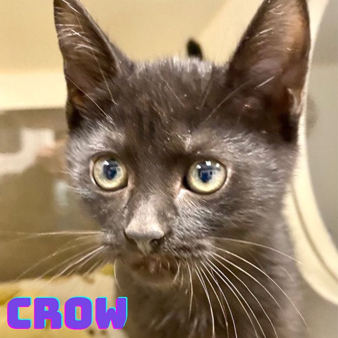 FALL in LOVE at SCCAS!!

Come meet sisters Piper and Crow along with their brother Plover. Total cuteness overload🐈‍⬛🥰

We are open 12-5pm every day!!

Due to the increase of cats and kittens, they will be available for adoption for $21 when you adopt through November. 

The adoption fee includes spay/neuter, microchip (including registration), age-appropriate vaccinations, routine treatment for fleas/worms, and a free pet wellness exam with a local participating veterinarian. In addition, all cats adopted during this time will go home in a new Sherpa pet carrier! For more information, please visit scanimalshelter.org. Link in Bio!!