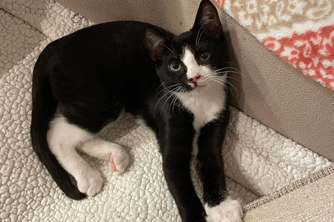 Our adorable polydactyl boys Buddy & Rudy are still looking for their furever homes. How can this be?!? They are both sweet and friendly and love people. They can be adopted together or to homes with other cats in them. <a target='_blank' href='https://www.instagram.com/explore/tags/adoptdontshop/'>#adoptdontshop</a> <a target='_blank' href='https://www.instagram.com/explore/tags/eastbrunswicknj/'>#eastbrunswicknj</a> <a target='_blank' href='https://www.instagram.com/explore/tags/englishtownnj/'>#englishtownnj</a> <a target='_blank' href='https://www.instagram.com/explore/tags/oldbridgenj/'>#oldbridgenj</a> <a target='_blank' href='https://www.instagram.com/explore/tags/marlboronj/'>#marlboronj</a> <a target='_blank' href='https://www.instagram.com/explore/tags/catsofnj/'>#catsofnj</a> <a target='_blank' href='https://www.instagram.com/explore/tags/catsofnyc/'>#catsofnyc</a> <a target='_blank' href='https://www.instagram.com/explore/tags/cuteaf/'>#cuteaf</a> <a target='_blank' href='https://www.instagram.com/explore/tags/catsofig/'>#catsofig</a> <a target='_blank' href='https://www.instagram.com/explore/tags/catsofinstagram/'>#catsofinstagram</a> <a target='_blank' href='https://www.instagram.com/explore/tags/kittensofnj/'>#kittensofnj</a> <a target='_blank' href='https://www.instagram.com/explore/tags/kittensofnyc/'>#kittensofnyc</a> <a target='_blank' href='https://www.instagram.com/explore/tags/kittensofinstagram/'>#kittensofinstagram</a> <a target='_blank' href='https://www.instagram.com/explore/tags/kittensofstatenisland/'>#kittensofstatenisland</a> <a target='_blank' href='https://www.instagram.com/explore/tags/catsofstatenisland/'>#catsofstatenisland</a>