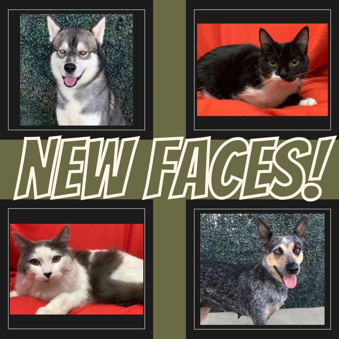 Shelter Transfers! 

Check out these sweet faces! Another shelter was in a bind and since we had been doing well on our adoptions this last week, we knew we could help out.

Bacto, Pecan Pie, Beans, & Candy Corn are all going in to be altered and vaccinated so that they can go to their new homes ASAP! 

Swipe ⬅️ to see their individual pictures! 

<a target='_blank' href='https://www.instagram.com/explore/tags/tracyanimalservices/'>#tracyanimalservices</a> <a target='_blank' href='https://www.instagram.com/explore/tags/tracyca/'>#tracyca</a> <a target='_blank' href='https://www.instagram.com/explore/tags/opttoadopt/'>#opttoadopt</a> <a target='_blank' href='https://www.instagram.com/explore/tags/shelterdogsrock/'>#shelterdogsrock</a> <a target='_blank' href='https://www.instagram.com/explore/tags/adoptinsidethetriangle/'>#adoptinsidethetriangle</a> <a target='_blank' href='https://www.instagram.com/explore/tags/adoptionrocks/'>#adoptionrocks</a> <a target='_blank' href='https://www.instagram.com/explore/tags/adoptionsaveslives/'>#adoptionsaveslives</a> <a target='_blank' href='https://www.instagram.com/explore/tags/love/'>#love</a> <a target='_blank' href='https://www.instagram.com/explore/tags/lifesaving/'>#lifesaving</a> <a target='_blank' href='https://www.instagram.com/explore/tags/felinefriends/'>#felinefriends</a> <a target='_blank' href='https://www.instagram.com/explore/tags/felines/'>#felines</a> <a target='_blank' href='https://www.instagram.com/explore/tags/sheltercatsro/'>#sheltercatsro</a> k