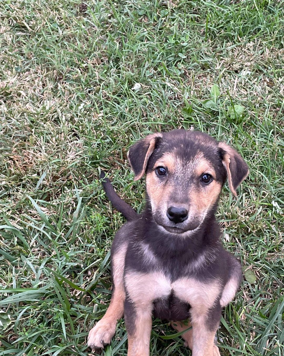 KARE has puppies!! Heeler mixes and lab mixes! Both litters around 10-11 weeks old. Please visit our website for a list of all adoptable puppies and dogs! https://nwkare.org/educate-advocate-rehabilitate/rescue/