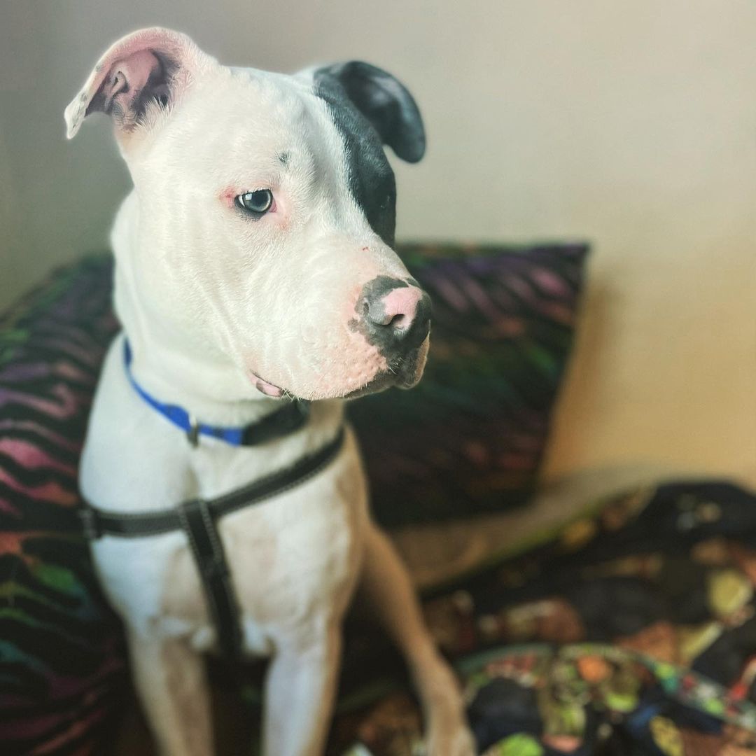 Someone got a tubby today and loved it!!! 💚🛁🐾