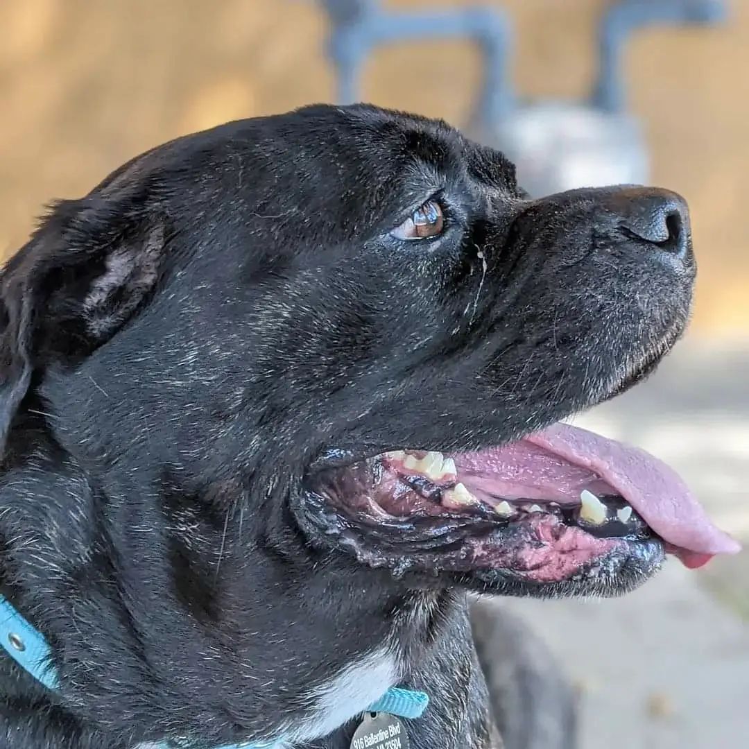 Meet Sage! 🌿 We have nothing but good things to say about this sweet, brindle beauty of a Mastiff! Sage was transferred over from our friends at @norfolkanimals back in September. She was a staff favorite at NACC, and she has quickly become a favorite here too! We wanted to highlight Sage because she is consistently overlooked, despite being wonderful with people of all ages—even kids! Sage is what we like to refer to as a 