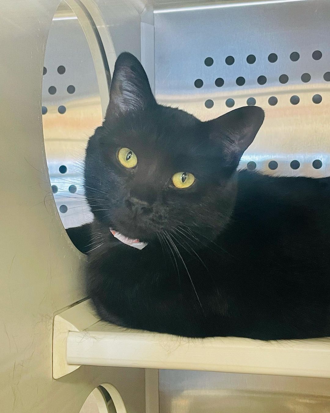 Look at this Jaguar 😍 Gracie is a sleek, slinky STUNNER! This 2yo 9lb kitty is available from our kennels at Petsense Espanola - bring her home today! https://www.espanolahumane.org/pets/cats/

<a target='_blank' href='https://www.instagram.com/explore/tags/petsense/'>#petsense</a> <a target='_blank' href='https://www.instagram.com/explore/tags/espanolahumane/'>#espanolahumane</a> <a target='_blank' href='https://www.instagram.com/explore/tags/blackcats/'>#blackcats</a> <a target='_blank' href='https://www.instagram.com/explore/tags/blackcatsofinstagram/'>#blackcatsofinstagram</a> <a target='_blank' href='https://www.instagram.com/explore/tags/blackcatsrule/'>#blackcatsrule</a> <a target='_blank' href='https://www.instagram.com/explore/tags/blackcat/'>#blackcat</a> <a target='_blank' href='https://www.instagram.com/explore/tags/jaguar/'>#jaguar</a> <a target='_blank' href='https://www.instagram.com/explore/tags/sleek/'>#sleek</a> <a target='_blank' href='https://www.instagram.com/explore/tags/onpoint/'>#onpoint</a> <a target='_blank' href='https://www.instagram.com/explore/tags/slinky/'>#slinky</a> <a target='_blank' href='https://www.instagram.com/explore/tags/onfleek/'>#onfleek</a> <a target='_blank' href='https://www.instagram.com/explore/tags/newmexico/'>#newmexico</a> <a target='_blank' href='https://www.instagram.com/explore/tags/newmexicotrue/'>#newmexicotrue</a> <a target='_blank' href='https://www.instagram.com/explore/tags/adoptme/'>#adoptme</a> <a target='_blank' href='https://www.instagram.com/explore/tags/meow/'>#meow</a> <a target='_blank' href='https://www.instagram.com/explore/tags/purr/'>#purr</a> <a target='_blank' href='https://www.instagram.com/explore/tags/catstagram/'>#catstagram</a> <a target='_blank' href='https://www.instagram.com/explore/tags/catsofinstagram/'>#catsofinstagram</a> <a target='_blank' href='https://www.instagram.com/explore/tags/rescuecatsofinstagram/'>#rescuecatsofinstagram</a> <a target='_blank' href='https://www.instagram.com/explore/tags/adoptdontshop/'>#adoptdontshop</a> <a target='_blank' href='https://www.instagram.com/explore/tags/rescuedismyfavoritebreed/'>#rescuedismyfavoritebreed</a> <a target='_blank' href='https://www.instagram.com/explore/tags/espa/'>#espa</a>ñola <a target='_blank' href='https://www.instagram.com/explore/tags/losalamos/'>#losalamos</a> <a target='_blank' href='https://www.instagram.com/explore/tags/taos/'>#taos</a> <a target='_blank' href='https://www.instagram.com/explore/tags/abiquiu/'>#abiquiu</a> <a target='_blank' href='https://www.instagram.com/explore/tags/ojocaliente/'>#ojocaliente</a> <a target='_blank' href='https://www.instagram.com/explore/tags/santafe/'>#santafe</a> <a target='_blank' href='https://www.instagram.com/explore/tags/grace/'>#grace</a> <a target='_blank' href='https://www.instagram.com/explore/tags/gracie/'>#gracie</a>