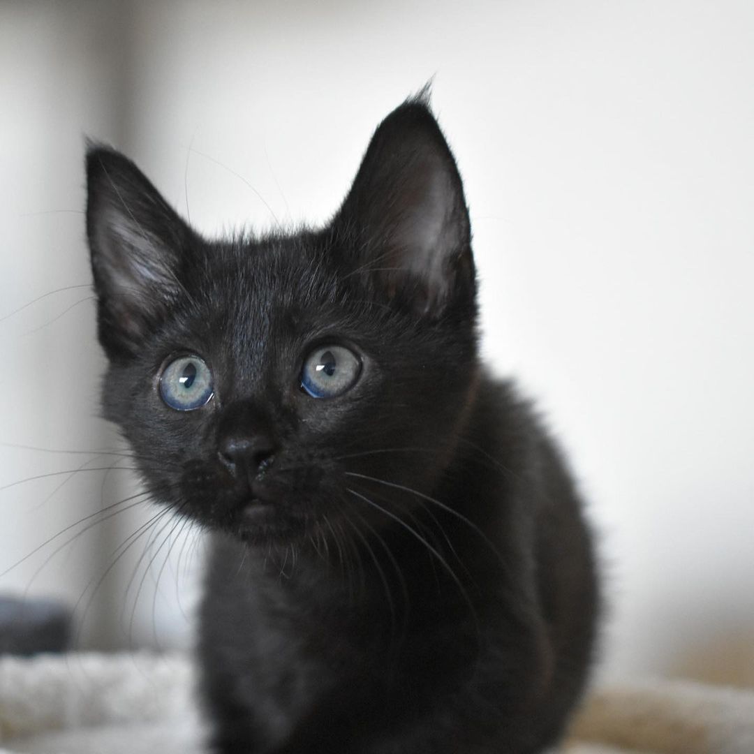 Belle is a kitten that has to be by you at all times. She loves to sit right on your shoulder and cuddle right on top of you at all other times. When she’s not cuddling with you then she’s playing with one of her siblings (Buzz, Nemo, Angel). Belle loves to greet you the second you come in the door and will want to be picked up right away to get kisses and extra love. She would fit best into a family that wants and can give endless love to little miss Belle. 
 ⠀⠀⠀⠀⠀⠀⠀⠀ ⠀⠀⠀⠀⠀⠀⠀⠀⠀ ⠀⠀⠀⠀⠀⠀⠀⠀⠀
 ⠀⠀⠀⠀⠀⠀⠀⠀⠀ ⠀⠀⠀⠀⠀⠀⠀⠀⠀
If you are interested in adopting Belle, submit an application at https://www.littlelionfoundation.org/adopt
 ⠀⠀⠀⠀⠀⠀⠀⠀⠀ ⠀⠀⠀⠀⠀⠀⠀⠀⠀
To donate⬇️
🐾 Donate thru our PayPal link at www.PayPal.me/littlelionfoundation
 ⠀⠀⠀⠀⠀⠀⠀⠀⠀ ⠀⠀⠀⠀⠀⠀⠀⠀⠀
🐾 VENMO: @Littlelion-foundation
 ⠀⠀⠀⠀⠀⠀⠀⠀⠀ ⠀⠀⠀⠀⠀⠀⠀⠀⠀
🐾 Donate thru our CUDDLY campaigns https://cuddly.com/shelter/37701/The-Little-Lion-Foundation
 ⠀⠀⠀⠀⠀⠀⠀⠀⠀ ⠀⠀⠀⠀⠀⠀⠀⠀⠀
🐾www.littlelionfoundation.org/donate
 ⠀⠀⠀⠀⠀⠀⠀⠀⠀ ⠀⠀⠀⠀⠀⠀⠀⠀⠀
<a target='_blank' href='https://www.instagram.com/explore/tags/thelittlelionfoundation/'>#thelittlelionfoundation</a> <a target='_blank' href='https://www.instagram.com/explore/tags/roarforthevoiceless/'>#roarforthevoiceless</a> <a target='_blank' href='https://www.instagram.com/explore/tags/adopt/'>#adopt</a> <a target='_blank' href='https://www.instagram.com/explore/tags/adoptdontshop/'>#adoptdontshop</a> <a target='_blank' href='https://www.instagram.com/explore/tags/spayandneuter/'>#spayandneuter</a> <a target='_blank' href='https://www.instagram.com/explore/tags/longbeach/'>#longbeach</a> <a target='_blank' href='https://www.instagram.com/explore/tags/foster/'>#foster</a> <a target='_blank' href='https://www.instagram.com/explore/tags/fosterkittens/'>#fosterkittens</a> <a target='_blank' href='https://www.instagram.com/explore/tags/donate/'>#donate</a> <a target='_blank' href='https://www.instagram.com/explore/tags/rescuecat/'>#rescuecat</a> <a target='_blank' href='https://www.instagram.com/explore/tags/cat/'>#cat</a> <a target='_blank' href='https://www.instagram.com/explore/tags/kittens/'>#kittens</a> <a target='_blank' href='https://www.instagram.com/explore/tags/blackcat/'>#blackcat</a>