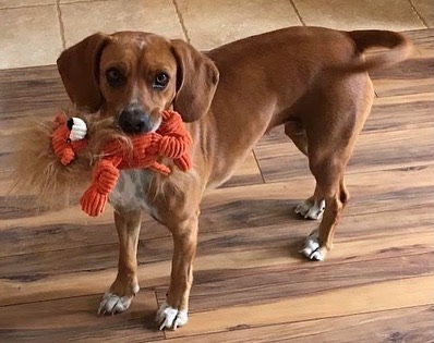 Welcome back, Ellie (formerly Snow White)! 🤍

Ellie, is an adorable 5 almost 6 year old beagle mix who was adopted from us in 2016 as a puppy. Her owners recently had a baby and Ellie hasn't adapted well to the change in the household. Her ideal foster or forever home would be one with older or no children, and with other pups. This sweet girl is a lot of fun and we look forward to helping her find her forever family! 

If you or someone you know may be interested in fostering Ellie, email hillary@agaperescue.org or fill out a foster (or adoption) application on agaperescue.org 🐾