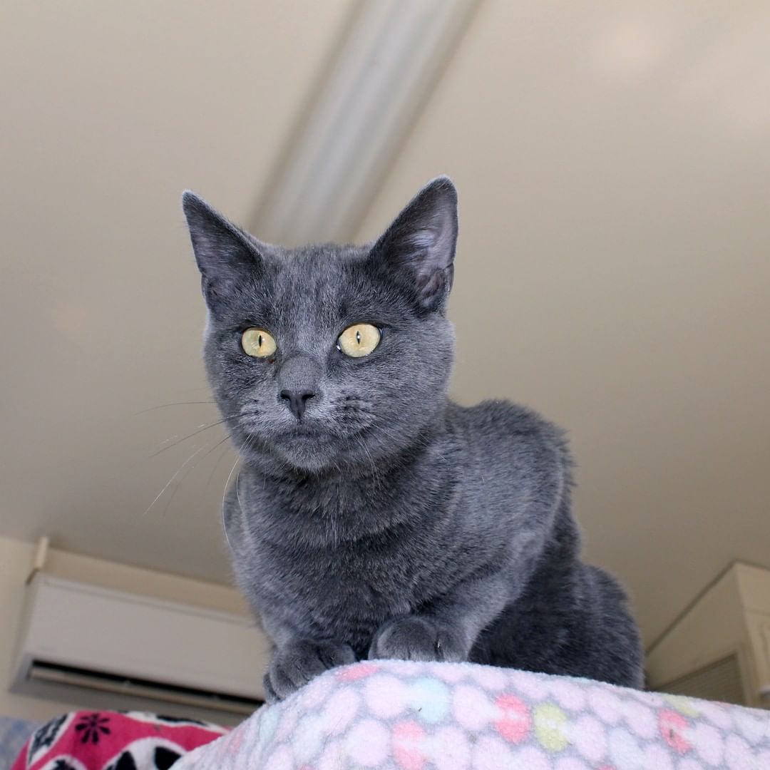 Crowley. Male. DSH Russian Blue Mix. DOB: 6/1/2021

Crowley is one of the sweetest kittens here at Living Free. This handsome boy is always purring and loves to receive cuddles and kisses. He is wonderful with other cats and does well with dogs. Crowley is also very playful. This sweet boy will surely put a smile on your face. 

All of our cats are spayed or neutered, microchipped, and up to date on vaccinations. Our two main requirements for adopting a cat are: 
- Must be indoors only 
- Declawing is not allowed 

<a target='_blank' href='https://www.instagram.com/explore/tags/adoptme/'>#adoptme</a> <a target='_blank' href='https://www.instagram.com/explore/tags/adoptable/'>#adoptable</a> <a target='_blank' href='https://www.instagram.com/explore/tags/adoptdontshop/'>#adoptdontshop</a> <a target='_blank' href='https://www.instagram.com/explore/tags/adoptakitten/'>#adoptakitten</a> <a target='_blank' href='https://www.instagram.com/explore/tags/adoptacat/'>#adoptacat</a> <a target='_blank' href='https://www.instagram.com/explore/tags/rescuekitten/'>#rescuekitten</a> <a target='_blank' href='https://www.instagram.com/explore/tags/kitten/'>#kitten</a> <a target='_blank' href='https://www.instagram.com/explore/tags/kittensofinstagram/'>#kittensofinstagram</a> <a target='_blank' href='https://www.instagram.com/explore/tags/catsofinstagram/'>#catsofinstagram</a> <a target='_blank' href='https://www.instagram.com/explore/tags/catrescue/'>#catrescue</a> <a target='_blank' href='https://www.instagram.com/explore/tags/animalrescue/'>#animalrescue</a> <a target='_blank' href='https://www.instagram.com/explore/tags/idyllwild/'>#idyllwild</a> <a target='_blank' href='https://www.instagram.com/explore/tags/livingfreeanimals/'>#livingfreeanimals</a>