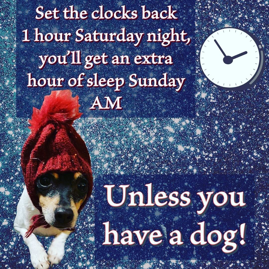 Fall Back! <a target='_blank' href='https://www.instagram.com/explore/tags/toyfoxterriers/'>#toyfoxterriers</a> <a target='_blank' href='https://www.instagram.com/explore/tags/dogs/'>#dogs</a> <a target='_blank' href='https://www.instagram.com/explore/tags/tftr/'>#tftr</a> <a target='_blank' href='https://www.instagram.com/explore/tags/tftrescue/'>#tftrescue</a>