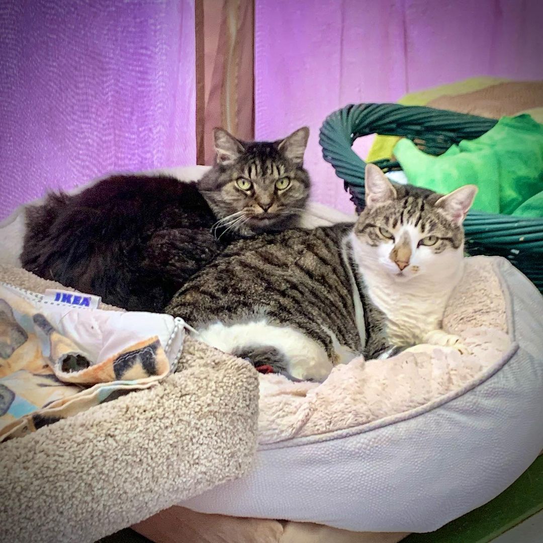 That look on their face! I wonder what they were thinking… I was walking around checking on the cats and I opened up the tent and they just looked at me that way! SUGGEST A CAPTION IN COMMENTS :) 
.
.
.
.
.
. 
<a target='_blank' href='https://www.instagram.com/explore/tags/fatkittycity/'>#fatkittycity</a> <a target='_blank' href='https://www.instagram.com/explore/tags/sanctuarycat/'>#sanctuarycat</a> <a target='_blank' href='https://www.instagram.com/explore/tags/fatkittycitysanctuary/'>#fatkittycitysanctuary</a> <a target='_blank' href='https://www.instagram.com/explore/tags/sanctuarylife/'>#sanctuarylife</a> <a target='_blank' href='https://www.instagram.com/explore/tags/rescuecatsofinstagram/'>#rescuecatsofinstagram</a> <a target='_blank' href='https://www.instagram.com/explore/tags/lifeinasanctuary/'>#lifeinasanctuary</a> <a target='_blank' href='https://www.instagram.com/explore/tags/catscatscats/'>#catscatscats</a> <a target='_blank' href='https://www.instagram.com/explore/tags/instacatgram/'>#instacatgram</a> <a target='_blank' href='https://www.instagram.com/explore/tags/rescuecat/'>#rescuecat</a> <a target='_blank' href='https://www.instagram.com/explore/tags/kedi/'>#kedi</a> <a target='_blank' href='https://www.instagram.com/explore/tags/kotek/'>#kotek</a> <a target='_blank' href='https://www.instagram.com/explore/tags/felineeyes/'>#felineeyes</a> <a target='_blank' href='https://www.instagram.com/explore/tags/meowmeow/'>#meowmeow</a> <a target='_blank' href='https://www.instagram.com/explore/tags/nonprofitlife/'>#nonprofitlife</a> <a target='_blank' href='https://www.instagram.com/explore/tags/nonprofitwork/'>#nonprofitwork</a> <a target='_blank' href='https://www.instagram.com/explore/tags/catscatscats/'>#catscatscats</a> <a target='_blank' href='https://www.instagram.com/explore/tags/eldoradohillsca/'>#eldoradohillsca</a> <a target='_blank' href='https://www.instagram.com/explore/tags/folsomcats/'>#folsomcats</a> <a target='_blank' href='https://www.instagram.com/explore/tags/feralbeauty/'>#feralbeauty</a> <a target='_blank' href='https://www.instagram.com/explore/tags/granitebay/'>#granitebay</a> <a target='_blank' href='https://www.instagram.com/explore/tags/rescuecats/'>#rescuecats</a> <a target='_blank' href='https://www.instagram.com/explore/tags/catstogether/'>#catstogether</a> <a target='_blank' href='https://www.instagram.com/explore/tags/catssnuggling/'>#catssnuggling</a>