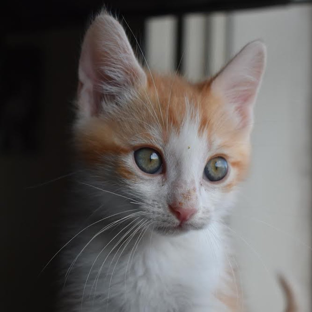 Nemo is the funniest kitten. He never stops making you laugh with his little quirks. He loves to chase after ping pong balls but then gets scared when they bounce back at him. Nemo loves to play with all his siblings (Buzz, Angel, Belle). He is the biggest cuddle bug and wants to be right next to your face or on your chest when it’s bed time. He would fit best in a family that would play and cuddle with him endlessly. 

 ⠀⠀⠀⠀⠀⠀⠀⠀ ⠀⠀⠀⠀⠀⠀⠀⠀⠀ ⠀⠀⠀⠀⠀⠀⠀⠀⠀
 ⠀⠀⠀⠀⠀⠀⠀⠀⠀ ⠀⠀⠀⠀⠀⠀⠀⠀⠀
If you are interested in adopting Nemo, submit an application at https://www.littlelionfoundation.org/adopt
 ⠀⠀⠀⠀⠀⠀⠀⠀⠀ ⠀⠀⠀⠀⠀⠀⠀⠀⠀
To donate⬇️
🐾 Donate thru our PayPal link at www.PayPal.me/littlelionfoundation
 ⠀⠀⠀⠀⠀⠀⠀⠀⠀ ⠀⠀⠀⠀⠀⠀⠀⠀⠀
🐾 VENMO: @Littlelion-foundation
 ⠀⠀⠀⠀⠀⠀⠀⠀⠀ ⠀⠀⠀⠀⠀⠀⠀⠀⠀
🐾 Donate thru our CUDDLY campaigns https://cuddly.com/shelter/37701/The-Little-Lion-Foundation
 ⠀⠀⠀⠀⠀⠀⠀⠀⠀ ⠀⠀⠀⠀⠀⠀⠀⠀⠀
🐾www.littlelionfoundation.org/donate
 ⠀⠀⠀⠀⠀⠀⠀⠀⠀ ⠀⠀⠀⠀⠀⠀⠀⠀⠀
<a target='_blank' href='https://www.instagram.com/explore/tags/thelittlelionfoundation/'>#thelittlelionfoundation</a> <a target='_blank' href='https://www.instagram.com/explore/tags/roarforthevoiceless/'>#roarforthevoiceless</a> <a target='_blank' href='https://www.instagram.com/explore/tags/adopt/'>#adopt</a> <a target='_blank' href='https://www.instagram.com/explore/tags/adoptdontshop/'>#adoptdontshop</a> <a target='_blank' href='https://www.instagram.com/explore/tags/spayandneuter/'>#spayandneuter</a> <a target='_blank' href='https://www.instagram.com/explore/tags/longbeach/'>#longbeach</a> <a target='_blank' href='https://www.instagram.com/explore/tags/foster/'>#foster</a> <a target='_blank' href='https://www.instagram.com/explore/tags/fosterkittens/'>#fosterkittens</a> <a target='_blank' href='https://www.instagram.com/explore/tags/donate/'>#donate</a> <a target='_blank' href='https://www.instagram.com/explore/tags/rescuecat/'>#rescuecat</a> <a target='_blank' href='https://www.instagram.com/explore/tags/cat/'>#cat</a> <a target='_blank' href='https://www.instagram.com/explore/tags/kittens/'>#kittens</a> <a target='_blank' href='https://www.instagram.com/explore/tags/tabbycat/'>#tabbycat</a>
 ⠀⠀⠀⠀⠀⠀⠀⠀ ⠀⠀⠀⠀⠀⠀⠀⠀⠀ ⠀⠀⠀⠀⠀⠀⠀⠀⠀
 ⠀⠀⠀⠀⠀⠀⠀⠀⠀ ⠀⠀⠀⠀⠀⠀⠀⠀⠀
If you are interested in adopting Belle, submit an application at https://www.littlelionfoundation.org/adopt
 ⠀⠀⠀⠀⠀⠀⠀⠀⠀ ⠀⠀⠀⠀⠀⠀⠀⠀⠀
To donate⬇️
🐾 Donate thru our PayPal link at www.PayPal.me/littlelionfoundation
 ⠀⠀⠀⠀⠀⠀⠀⠀⠀ ⠀⠀⠀⠀⠀⠀⠀⠀⠀
🐾 VENMO: @Littlelion-foundation
 ⠀⠀⠀⠀⠀⠀⠀⠀⠀ ⠀⠀⠀⠀⠀⠀⠀⠀⠀
🐾 Donate thru our CUDDLY campaigns https://cuddly.com/shelter/37701/The-Little-Lion-Foundation
 ⠀⠀⠀⠀⠀⠀⠀⠀⠀ ⠀⠀⠀⠀⠀⠀⠀⠀⠀
🐾www.littlelionfoundation.org/donate
 ⠀⠀⠀⠀⠀⠀⠀⠀⠀ ⠀⠀⠀⠀⠀⠀⠀⠀⠀
<a target='_blank' href='https://www.instagram.com/explore/tags/thelittlelionfoundation/'>#thelittlelionfoundation</a> <a target='_blank' href='https://www.instagram.com/explore/tags/roarforthevoiceless/'>#roarforthevoiceless</a> <a target='_blank' href='https://www.instagram.com/explore/tags/adopt/'>#adopt</a> <a target='_blank' href='https://www.instagram.com/explore/tags/adoptdontshop/'>#adoptdontshop</a> <a target='_blank' href='https://www.instagram.com/explore/tags/spayandneuter/'>#spayandneuter</a> <a target='_blank' href='https://www.instagram.com/explore/tags/longbeach/'>#longbeach</a> <a target='_blank' href='https://www.instagram.com/explore/tags/foster/'>#foster</a> <a target='_blank' href='https://www.instagram.com/explore/tags/fosterkittens/'>#fosterkittens</a> <a target='_blank' href='https://www.instagram.com/explore/tags/donate/'>#donate</a> <a target='_blank' href='https://www.instagram.com/explore/tags/rescuecat/'>#rescuecat</a> <a target='_blank' href='https://www.instagram.com/explore/tags/cat/'>#cat</a> <a target='_blank' href='https://www.instagram.com/explore/tags/kittens/'>#kittens</a> <a target='_blank' href='https://www.instagram.com/explore/tags/gingercat/'>#gingercat</a>