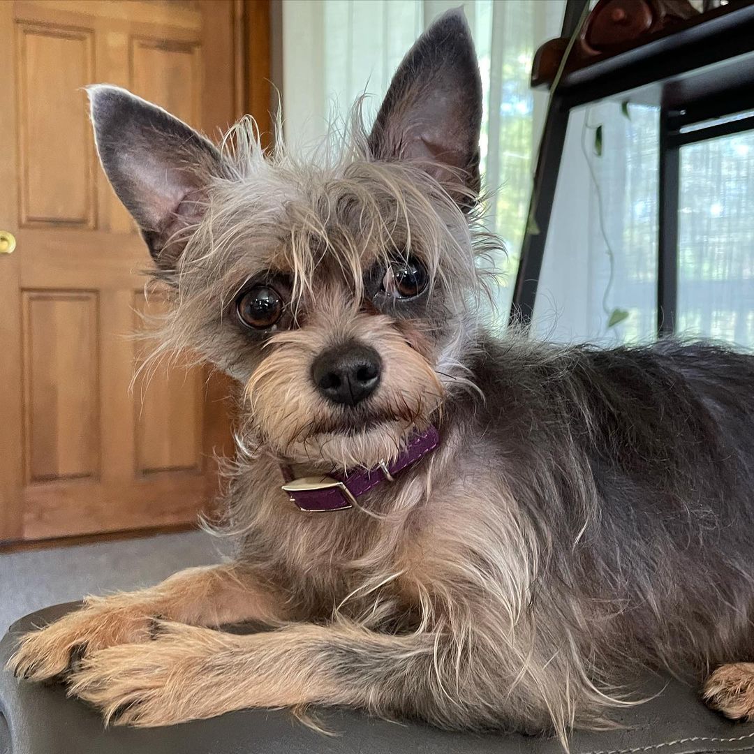 Two of a kind! Best friends Lucy and Angel looking to start their next chapter together 💕 Visit their profile to learn more: https://www.adoptapet.com/pet/33055066-worcester-massachusetts-chihuahua-mix