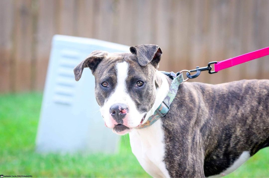 Looking for a running buddy and someone who loves to cuddle up and read a good book?  Well look no further!  Kayla is the best of both worlds!  Plus, she’s obviously gorgeous…but she hasn’t let it go to her head.  Just ask our friends at @green.dog.photography who fell just as in love with her as we did while taking her glamour shots!  Learn more about our sweet Kayla at the link in our bio!

<a target='_blank' href='https://www.instagram.com/explore/tags/bestofbothworlds/'>#bestofbothworlds</a> <a target='_blank' href='https://www.instagram.com/explore/tags/rescuedogsofinstagram/'>#rescuedogsofinstagram</a> <a target='_blank' href='https://www.instagram.com/explore/tags/dogsofgr/'>#dogsofgr</a> <a target='_blank' href='https://www.instagram.com/explore/tags/dogsofgrandrapids/'>#dogsofgrandrapids</a> <a target='_blank' href='https://www.instagram.com/explore/tags/luvabulls/'>#luvabulls</a> <a target='_blank' href='https://www.instagram.com/explore/tags/adorabull/'>#adorabull</a> <a target='_blank' href='https://www.instagram.com/explore/tags/rescuedismyfavoritebreed/'>#rescuedismyfavoritebreed</a> <a target='_blank' href='https://www.instagram.com/explore/tags/untiltherearenone/'>#untiltherearenone</a>