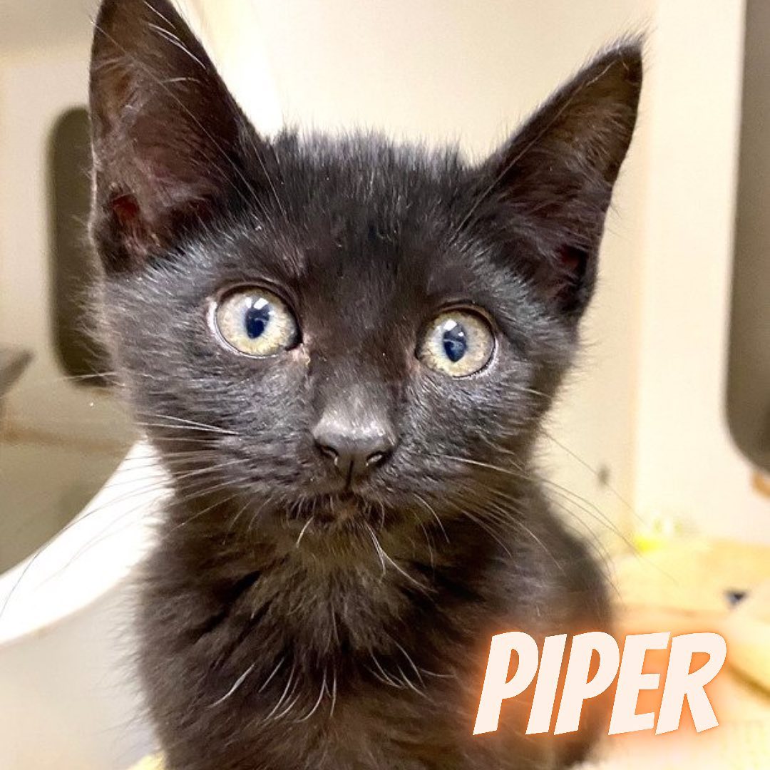 FALL in LOVE at SCCAS!!

Come meet sisters Piper and Crow along with their brother Plover. Total cuteness overload🐈‍⬛🥰

We are open 12-5pm every day!!

Due to the increase of cats and kittens, they will be available for adoption for $21 when you adopt through November. 

The adoption fee includes spay/neuter, microchip (including registration), age-appropriate vaccinations, routine treatment for fleas/worms, and a free pet wellness exam with a local participating veterinarian. In addition, all cats adopted during this time will go home in a new Sherpa pet carrier! For more information, please visit scanimalshelter.org. Link in Bio!!