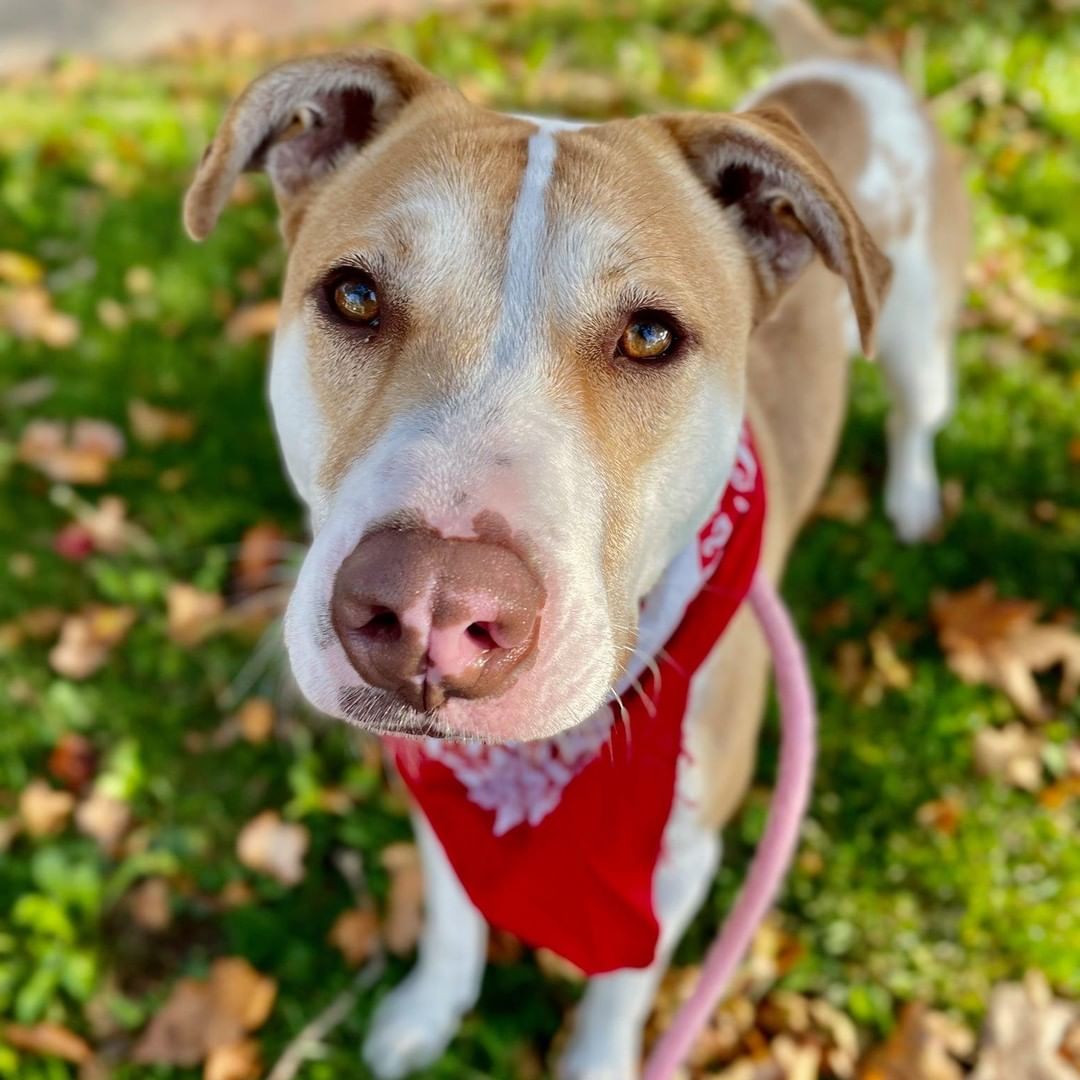 Meet Jackson! 🥰 
This sweet 1-year old boy is friendly, loving, and he has done well with his doggie friends at YCAS.
With lots of energy, Jackson is a bit of a bouncy boy who loves to exercise and to play. He would suit an active family with older children due to his happy and young nature. Jackson would probably love a dog companion if it’s the right match. To learn more about Jackson, please fill out the inquiry form here: https://form.jotform.com/211185927125051.
<a target='_blank' href='https://www.instagram.com/explore/tags/happydog/'>#happydog</a> <a target='_blank' href='https://www.instagram.com/explore/tags/happydoghappylife/'>#happydoghappylife</a> <a target='_blank' href='https://www.instagram.com/explore/tags/adoptme/'>#adoptme</a> <a target='_blank' href='https://www.instagram.com/explore/tags/jacksonthedog/'>#jacksonthedog</a> <a target='_blank' href='https://www.instagram.com/explore/tags/doggo/'>#doggo</a> <a target='_blank' href='https://www.instagram.com/explore/tags/norcali/'>#norcali</a> <a target='_blank' href='https://www.instagram.com/explore/tags/yolo/'>#yolo</a> <a target='_blank' href='https://www.instagram.com/explore/tags/daviscalifornia/'>#daviscalifornia</a> <a target='_blank' href='https://www.instagram.com/explore/tags/westsacramento/'>#westsacramento</a> <a target='_blank' href='https://www.instagram.com/explore/tags/ycascares/'>#ycascares</a> <a target='_blank' href='https://www.instagram.com/explore/tags/ycasfriends/'>#ycasfriends</a> <a target='_blank' href='https://www.instagram.com/explore/tags/yolocounty/'>#yolocounty</a>  <a target='_blank' href='https://www.instagram.com/explore/tags/yolocountyanimalshelter/'>#yolocountyanimalshelter</a> <a target='_blank' href='https://www.instagram.com/explore/tags/wouldyoubemyfriend/'>#wouldyoubemyfriend</a> <a target='_blank' href='https://www.instagram.com/explore/tags/willyouadoptme/'>#willyouadoptme</a>?