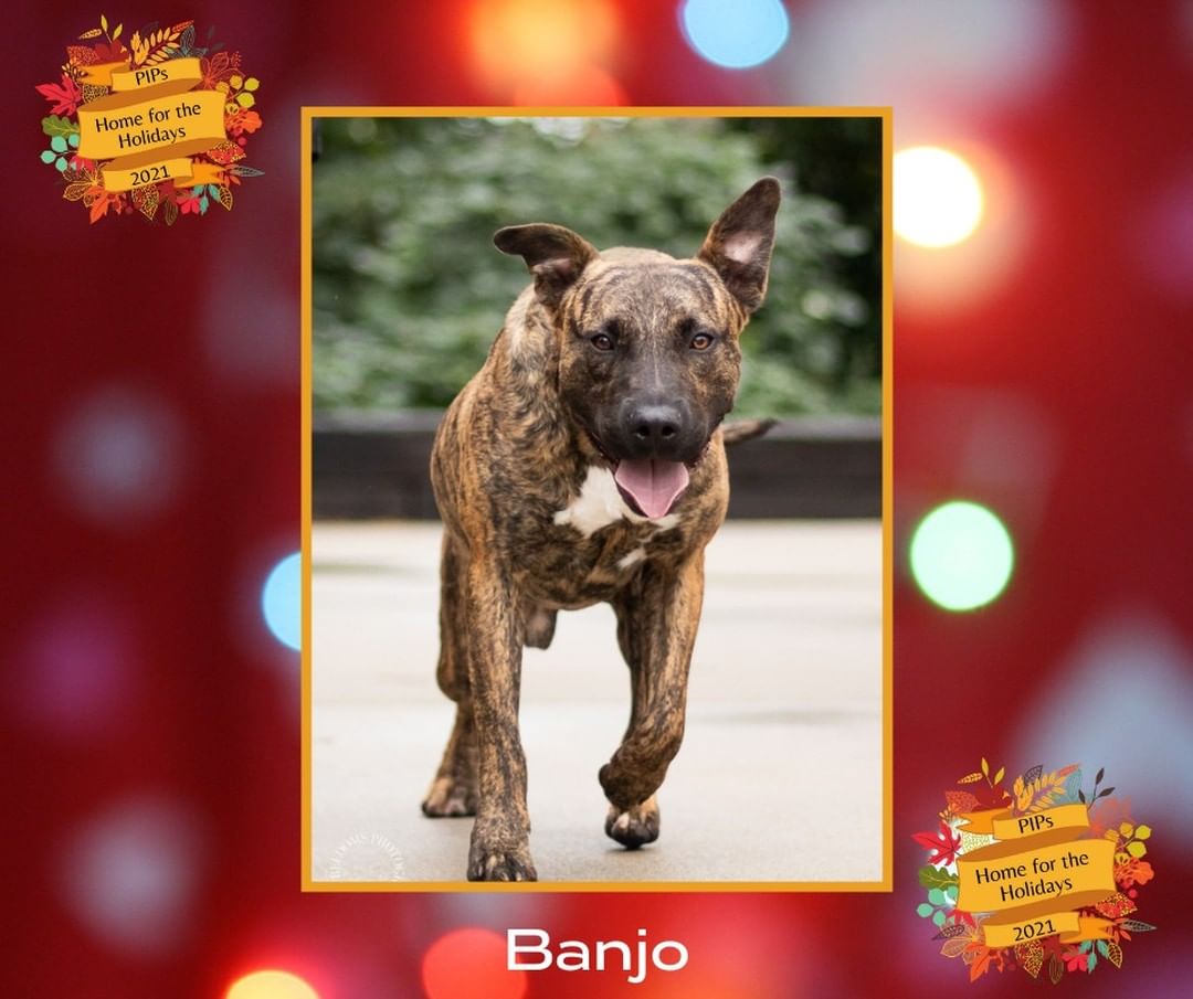 Help us get Banjo Home for the Holidays! He has been waiting for his forever family to find him, so we decided to do something special to help. Until 11/22/2021, $100 of Banjo’s adoption fee will be sponsored by our Board of Directors and, Banjo’s lucky new family will also get a post-adoption training session sponsored by Sally Said So! Professional Dog Training that will be focused on successfully making this special guy part of the family. To find out how you can apply to adopt Banjo go to pipsrescue.org.

A huge thank you to Five Freedoms Photography for taking beautiful pictures of our PIPs and to Sally Said So! Professional Dog Training for helping our PIPs get off to the best possible start in their new homes. We appreciate you so very much!