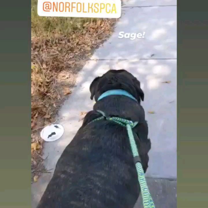 Meet Sage! 🌿 We have nothing but good things to say about this sweet, brindle beauty of a Mastiff! Sage was transferred over from our friends at @norfolkanimals back in September. She was a staff favorite at NACC, and she has quickly become a favorite here too! We wanted to highlight Sage because she is consistently overlooked, despite being wonderful with people of all ages—even kids! Sage is what we like to refer to as a 