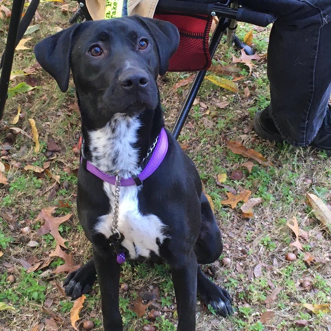 Just a few pictures from today’s adoption day. We’re very pawfessional around here 😂