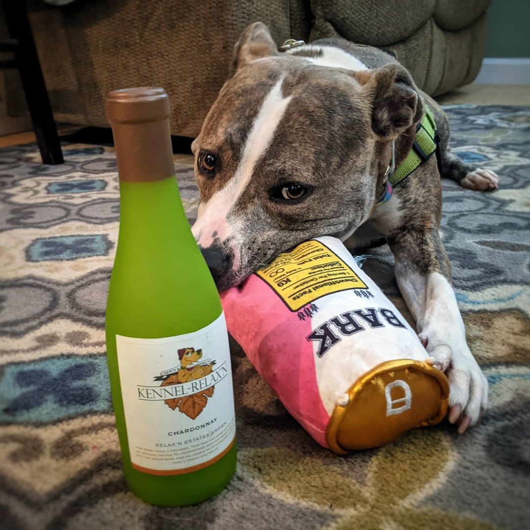 Mardi is ready for the party! 

And by party, we mean napping on the couch, hogging your bed, playing with squeaky toys, and smothering you with kisses. Sounds like a good time, right? It gets better - this perfectly polite houseguest even brings her own drinks 🍻

Mardi is one of several dogs in our care who would love to join you for your next movie night or <a target='_blank' href='https://www.instagram.com/explore/tags/staycation/'>#staycation</a> Whether you're available for a sleepover, a two-hour field trip, a weekend, or longer, you can help dogs at PMHS in so many ways:

✅Provide a break from the busy, stressful shelter environment
✅Offer enrichment through socialization, play, and affection
✅Provide real-life experiences, like taking car rides and spending time in a home 
✅Show others how wonderful these pups are by sharing pictures, stories, and experiences

It's easy to become a short-term foster care volunteer! Please contact cfugatt@popememorialcvhs.org for more information.

<a target='_blank' href='https://www.instagram.com/explore/tags/foster/'>#foster</a> <a target='_blank' href='https://www.instagram.com/explore/tags/adoptabledogsofinstagram/'>#adoptabledogsofinstagram</a> <a target='_blank' href='https://www.instagram.com/explore/tags/sleepover/'>#sleepover</a> <a target='_blank' href='https://www.instagram.com/explore/tags/fieldtrip/'>#fieldtrip</a> <a target='_blank' href='https://www.instagram.com/explore/tags/neverdrinkalone/'>#neverdrinkalone</a> <a target='_blank' href='https://www.instagram.com/explore/tags/fosteradog/'>#fosteradog</a> <a target='_blank' href='https://www.instagram.com/explore/tags/dogsofnh/'>#dogsofnh</a> <a target='_blank' href='https://www.instagram.com/explore/tags/fosterfriday/'>#fosterfriday</a>