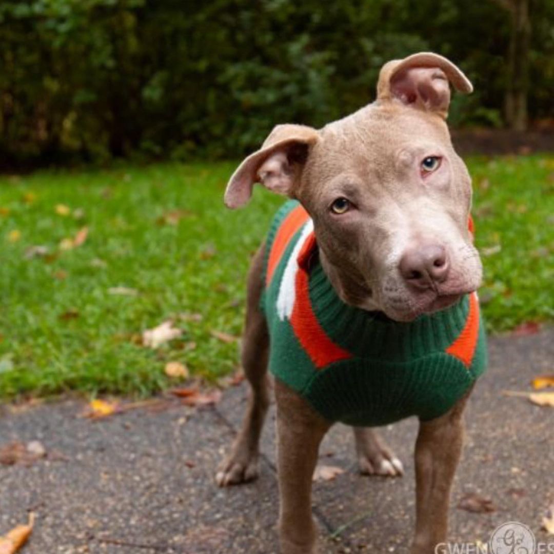 Meet Bradley

Hi, my name is Bradley and I ended up at the shelter as a young puppy with no hair…really. I had a severe case of mange that has taken a few months to heal and let my pretty new coat shine through! I have been busy attending training and learning my puppy manners. I am active and playful, and love everyone I meet. I will need a family that will continue my training and take me on adventures! 

Please understand that while I am doing well on potty and crate training, I will have accidents and may whine some as I adjust to my new schedule and family.  <a target='_blank' href='https://www.instagram.com/explore/tags/miamivalleypitcrew/'>#miamivalleypitcrew</a> <a target='_blank' href='https://www.instagram.com/explore/tags/dog/'>#dog</a> <a target='_blank' href='https://www.instagram.com/explore/tags/dogs/'>#dogs</a> <a target='_blank' href='https://www.instagram.com/explore/tags/doglover/'>#doglover</a> <a target='_blank' href='https://www.instagram.com/explore/tags/doglife/'>#doglife</a> <a target='_blank' href='https://www.instagram.com/explore/tags/dogoftheday/'>#dogoftheday</a> <a target='_blank' href='https://www.instagram.com/explore/tags/doglovers/'>#doglovers</a> <a target='_blank' href='https://www.instagram.com/explore/tags/doglove/'>#doglove</a> <a target='_blank' href='https://www.instagram.com/explore/tags/dogoftheday/'>#dogoftheday</a> <a target='_blank' href='https://www.instagram.com/explore/tags/dogmodel/'>#dogmodel</a> <a target='_blank' href='https://www.instagram.com/explore/tags/doglove/'>#doglove</a> <a target='_blank' href='https://www.instagram.com/explore/tags/dogsofinsta/'>#dogsofinsta</a> <a target='_blank' href='https://www.instagram.com/explore/tags/dogstagram/'>#dogstagram</a> <a target='_blank' href='https://www.instagram.com/explore/tags/dogsdaily/'>#dogsdaily</a> <a target='_blank' href='https://www.instagram.com/explore/tags/pitbull/'>#pitbull</a> <a target='_blank' href='https://www.instagram.com/explore/tags/pit/'>#pit</a> <a target='_blank' href='https://www.instagram.com/explore/tags/pitbullsofinstagram/'>#pitbullsofinstagram</a> <a target='_blank' href='https://www.instagram.com/explore/tags/pitbulllove/'>#pitbulllove</a> <a target='_blank' href='https://www.instagram.com/explore/tags/pittiesofinstagram/'>#pittiesofinstagram</a> <a target='_blank' href='https://www.instagram.com/explore/tags/adopt/'>#adopt</a> <a target='_blank' href='https://www.instagram.com/explore/tags/adoptables/'>#adoptables</a> <a target='_blank' href='https://www.instagram.com/explore/tags/rescuedog/'>#rescuedog</a>