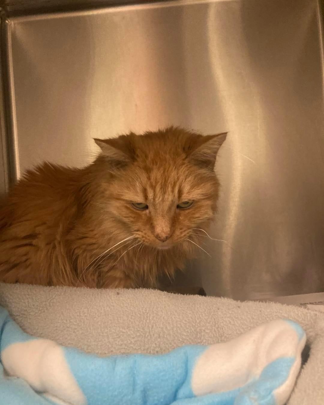 Found cats..
Orange cat found on Kelley St.
Female tabby cat found on Mary Ann Rd.
Female black and white cat found on Wilson St.
If you know where we belong, please call the shelter at 603-628-3544.