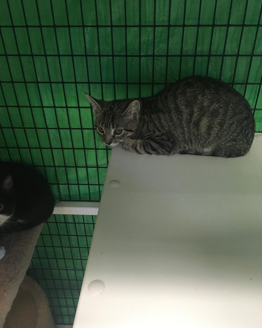 When Grant returned to the shelter on Thursday, he joined Nikolai and Nigel, his former foster brothers. Hopefully the 3 of them are happy to be reunited, because they loved playing and cuddling in their foster home. In the cage right next to them, Garbanzo, Gelato, Giada, and Geraldine (who is actually a boy, we recently discovered) are all adjusting to shelter life together. All 7 of these kittens are incredibly loving, affectionate, well-socialized little babies. Please help us work together to find them their perfect homes. It would be wonderful if they could quickly be adopted into a loving home so they don’t regress after leaving their happy foster home. Please SHARE to help get the word out about these kittens so they don’t have to grow up in cages. And if you are interested in adding one (or more) of these bundles of love and joy to your home, please get started on the adoption process. 

TO START THE ADOPTION PROCESS: 
Please print an adoption application at wvhumane.org/forms-and-downloads and return to us at warwickhumane@yahoo.com or by fax
845-987-8995