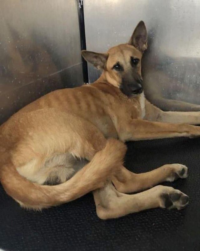 We need donations immediately!  We rescued Mr. Brown from a high kill shelter as he had a severely broken leg.  The bill to Wilson's is $2,300.00 and needs to be paid immediately!  Please call in to Wilson's or donate directly to our paypal link here.  Please let us know on your post how much you donated to Wilsons so we can keep track.  He is a beautiful shepherd that would not be alive without us.  The other vet wanted to just amputate the leg which we refused to do.  But, we cannot do this without you.  He also needs a foster home so he can heal.  He is as sweet as can be.  Donate please:  makeadifferencerescue.com/donate