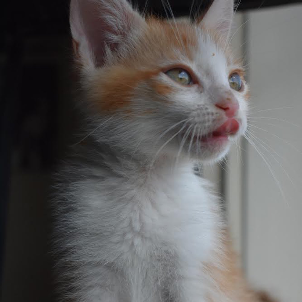 Nemo is the funniest kitten. He never stops making you laugh with his little quirks. He loves to chase after ping pong balls but then gets scared when they bounce back at him. Nemo loves to play with all his siblings (Buzz, Angel, Belle). He is the biggest cuddle bug and wants to be right next to your face or on your chest when it’s bed time. He would fit best in a family that would play and cuddle with him endlessly. 

 ⠀⠀⠀⠀⠀⠀⠀⠀ ⠀⠀⠀⠀⠀⠀⠀⠀⠀ ⠀⠀⠀⠀⠀⠀⠀⠀⠀
 ⠀⠀⠀⠀⠀⠀⠀⠀⠀ ⠀⠀⠀⠀⠀⠀⠀⠀⠀
If you are interested in adopting Nemo, submit an application at https://www.littlelionfoundation.org/adopt
 ⠀⠀⠀⠀⠀⠀⠀⠀⠀ ⠀⠀⠀⠀⠀⠀⠀⠀⠀
To donate⬇️
🐾 Donate thru our PayPal link at www.PayPal.me/littlelionfoundation
 ⠀⠀⠀⠀⠀⠀⠀⠀⠀ ⠀⠀⠀⠀⠀⠀⠀⠀⠀
🐾 VENMO: @Littlelion-foundation
 ⠀⠀⠀⠀⠀⠀⠀⠀⠀ ⠀⠀⠀⠀⠀⠀⠀⠀⠀
🐾 Donate thru our CUDDLY campaigns https://cuddly.com/shelter/37701/The-Little-Lion-Foundation
 ⠀⠀⠀⠀⠀⠀⠀⠀⠀ ⠀⠀⠀⠀⠀⠀⠀⠀⠀
🐾www.littlelionfoundation.org/donate
 ⠀⠀⠀⠀⠀⠀⠀⠀⠀ ⠀⠀⠀⠀⠀⠀⠀⠀⠀
<a target='_blank' href='https://www.instagram.com/explore/tags/thelittlelionfoundation/'>#thelittlelionfoundation</a> <a target='_blank' href='https://www.instagram.com/explore/tags/roarforthevoiceless/'>#roarforthevoiceless</a> <a target='_blank' href='https://www.instagram.com/explore/tags/adopt/'>#adopt</a> <a target='_blank' href='https://www.instagram.com/explore/tags/adoptdontshop/'>#adoptdontshop</a> <a target='_blank' href='https://www.instagram.com/explore/tags/spayandneuter/'>#spayandneuter</a> <a target='_blank' href='https://www.instagram.com/explore/tags/longbeach/'>#longbeach</a> <a target='_blank' href='https://www.instagram.com/explore/tags/foster/'>#foster</a> <a target='_blank' href='https://www.instagram.com/explore/tags/fosterkittens/'>#fosterkittens</a> <a target='_blank' href='https://www.instagram.com/explore/tags/donate/'>#donate</a> <a target='_blank' href='https://www.instagram.com/explore/tags/rescuecat/'>#rescuecat</a> <a target='_blank' href='https://www.instagram.com/explore/tags/cat/'>#cat</a> <a target='_blank' href='https://www.instagram.com/explore/tags/kittens/'>#kittens</a> <a target='_blank' href='https://www.instagram.com/explore/tags/tabbycat/'>#tabbycat</a>
 ⠀⠀⠀⠀⠀⠀⠀⠀ ⠀⠀⠀⠀⠀⠀⠀⠀⠀ ⠀⠀⠀⠀⠀⠀⠀⠀⠀
 ⠀⠀⠀⠀⠀⠀⠀⠀⠀ ⠀⠀⠀⠀⠀⠀⠀⠀⠀
If you are interested in adopting Belle, submit an application at https://www.littlelionfoundation.org/adopt
 ⠀⠀⠀⠀⠀⠀⠀⠀⠀ ⠀⠀⠀⠀⠀⠀⠀⠀⠀
To donate⬇️
🐾 Donate thru our PayPal link at www.PayPal.me/littlelionfoundation
 ⠀⠀⠀⠀⠀⠀⠀⠀⠀ ⠀⠀⠀⠀⠀⠀⠀⠀⠀
🐾 VENMO: @Littlelion-foundation
 ⠀⠀⠀⠀⠀⠀⠀⠀⠀ ⠀⠀⠀⠀⠀⠀⠀⠀⠀
🐾 Donate thru our CUDDLY campaigns https://cuddly.com/shelter/37701/The-Little-Lion-Foundation
 ⠀⠀⠀⠀⠀⠀⠀⠀⠀ ⠀⠀⠀⠀⠀⠀⠀⠀⠀
🐾www.littlelionfoundation.org/donate
 ⠀⠀⠀⠀⠀⠀⠀⠀⠀ ⠀⠀⠀⠀⠀⠀⠀⠀⠀
<a target='_blank' href='https://www.instagram.com/explore/tags/thelittlelionfoundation/'>#thelittlelionfoundation</a> <a target='_blank' href='https://www.instagram.com/explore/tags/roarforthevoiceless/'>#roarforthevoiceless</a> <a target='_blank' href='https://www.instagram.com/explore/tags/adopt/'>#adopt</a> <a target='_blank' href='https://www.instagram.com/explore/tags/adoptdontshop/'>#adoptdontshop</a> <a target='_blank' href='https://www.instagram.com/explore/tags/spayandneuter/'>#spayandneuter</a> <a target='_blank' href='https://www.instagram.com/explore/tags/longbeach/'>#longbeach</a> <a target='_blank' href='https://www.instagram.com/explore/tags/foster/'>#foster</a> <a target='_blank' href='https://www.instagram.com/explore/tags/fosterkittens/'>#fosterkittens</a> <a target='_blank' href='https://www.instagram.com/explore/tags/donate/'>#donate</a> <a target='_blank' href='https://www.instagram.com/explore/tags/rescuecat/'>#rescuecat</a> <a target='_blank' href='https://www.instagram.com/explore/tags/cat/'>#cat</a> <a target='_blank' href='https://www.instagram.com/explore/tags/kittens/'>#kittens</a> <a target='_blank' href='https://www.instagram.com/explore/tags/gingercat/'>#gingercat</a>