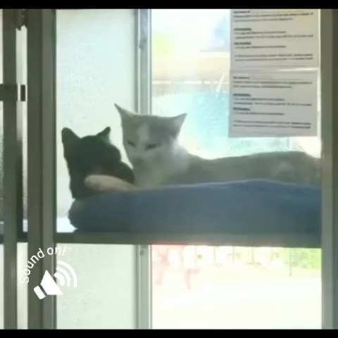 Rufio & Peter Pan share a moment. 

Anyone speak Meow? What is that kitty saying?? 

Thank you @jelleebeann for the cute video 😻

<a target='_blank' href='https://www.instagram.com/explore/tags/adoptablecats/'>#adoptablecats</a> <a target='_blank' href='https://www.instagram.com/explore/tags/adoptme/'>#adoptme</a> <a target='_blank' href='https://www.instagram.com/explore/tags/catsarefamily/'>#catsarefamily</a>