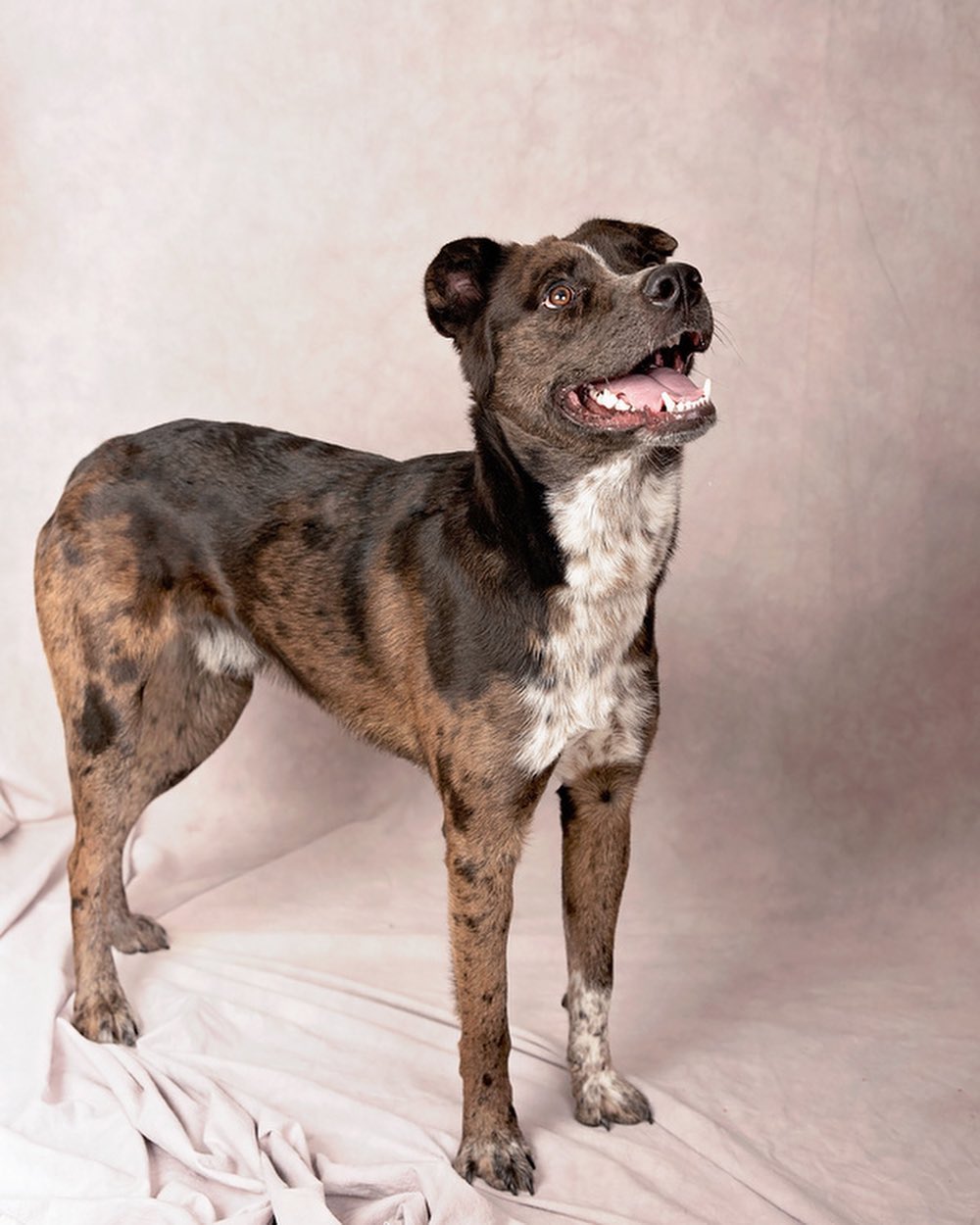 UTAH BOY This shelter will work with our rescue.. we will take a foster that is absolutely committed for the duration with us. Have a Utah Rep that can go evap and help on her end some. She has another foster for us and is full. He is on the adopt floor. These two dogs Hopper and Toad really pull on our hearts. Adoptions are slow for rescue and shelters.. where IS EVERYONE???? Contact me jj4@midrivers.com (Admin Janeen)
Grasshopper: https://www.petfinder.com/dog/grasshopper-53432591/ut/salt-lake-city/salt-lake-county-animal-services-ut07/