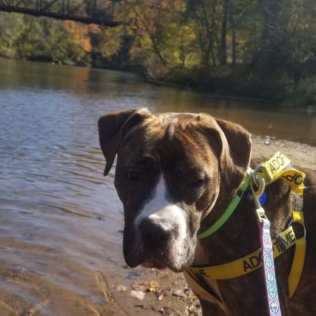 Fulton County Animal Services resident brindle sweetheart Luna recently got to spend the day with some wonderful new friends where she got to play in the trees and go for a quick dip (it was a little chilly to jump all the way in!).

Luna got along well with her new friends and a few new pups she met on the way and had more than enough cuddles to go around!

If you would like to learn more about Luna visit bit.ly/FCASLuna